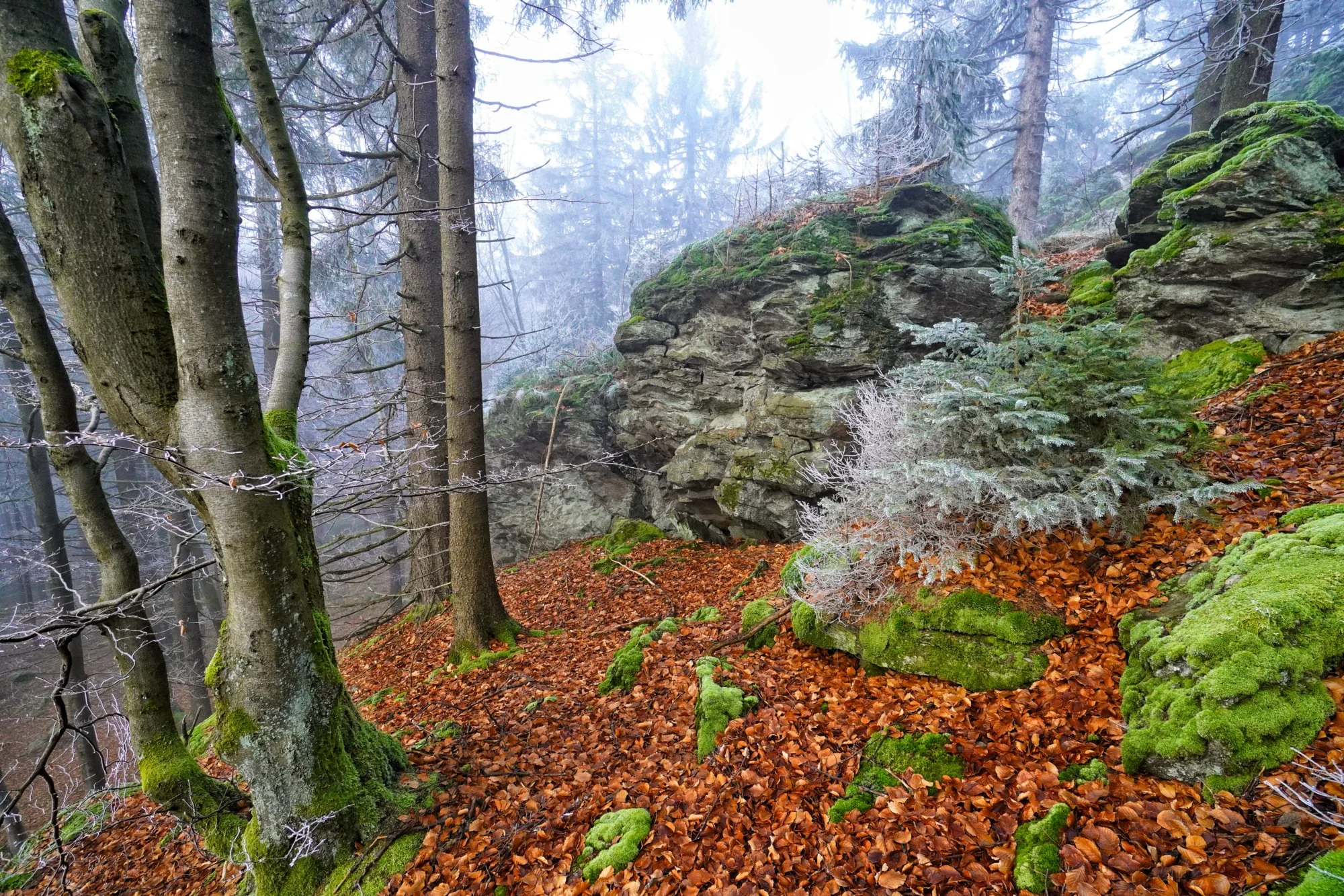 Moosige Felsen im Nebelwald – Uralte Stille