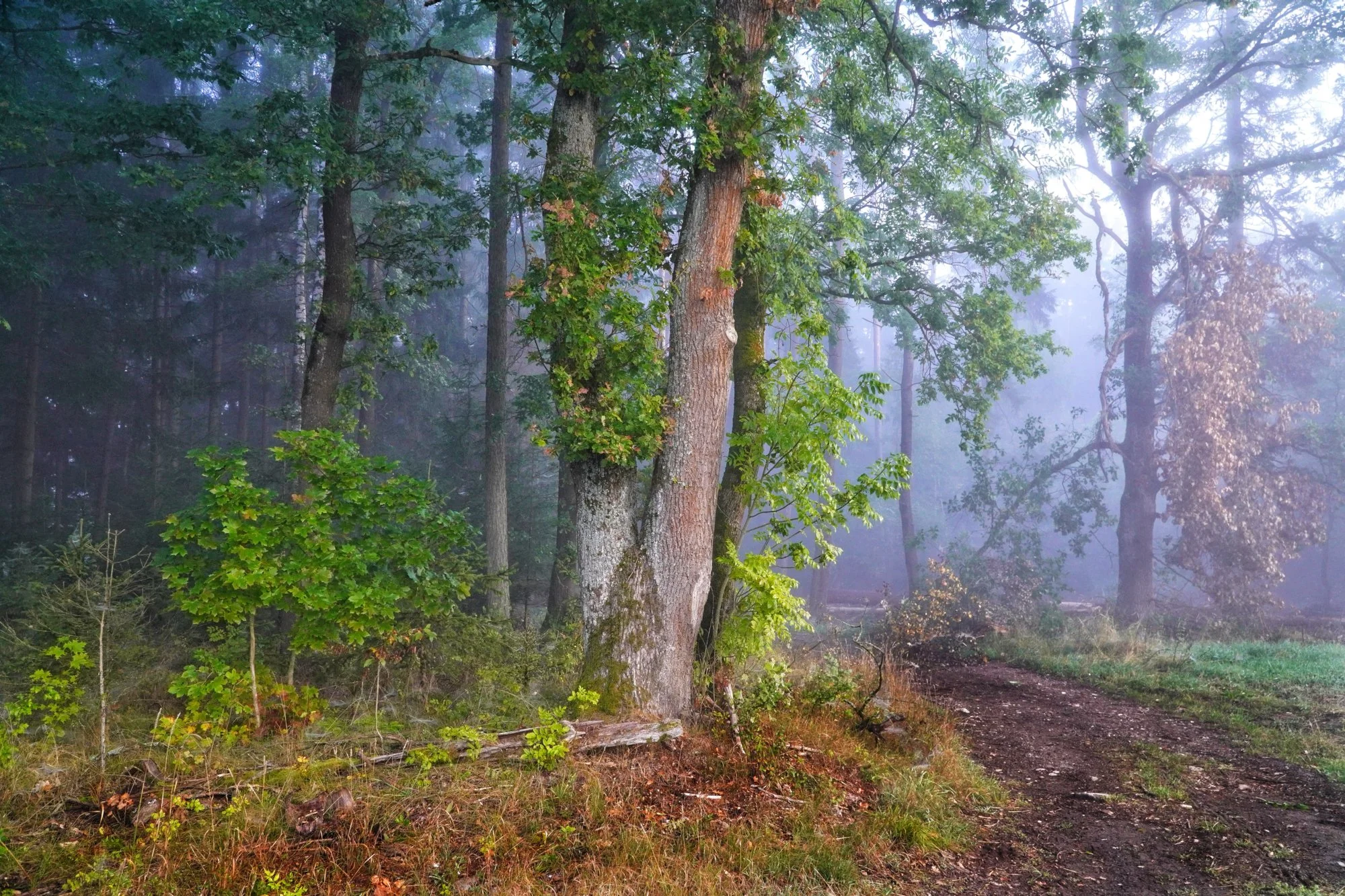 Morgennebel im Märchenwald – Verzauberter Waldweg