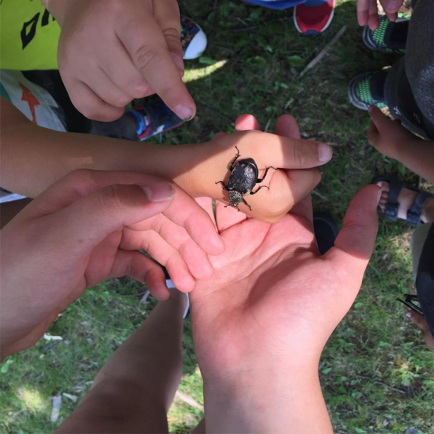 Our campers are wondering what kind of beetle this is?