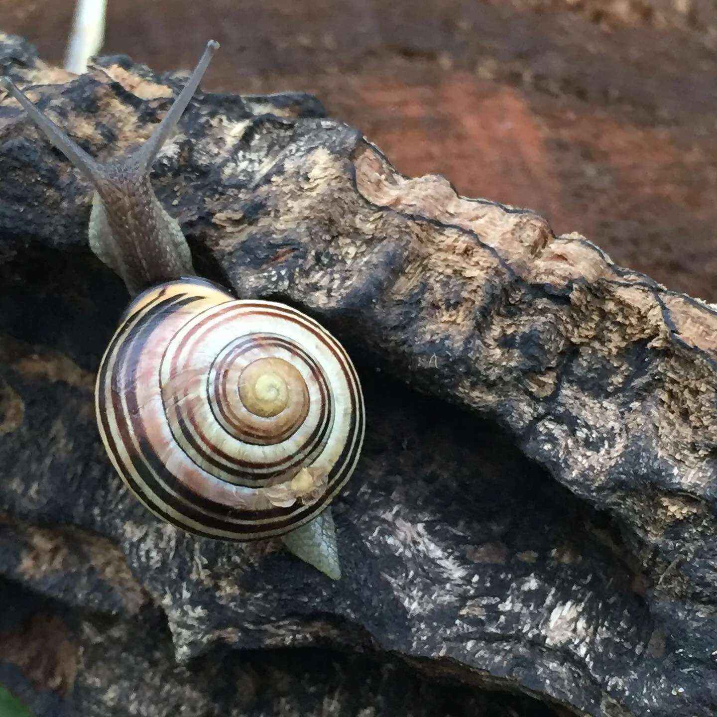 A rainy day friend made an appearance at our summer camp today. The children built her a bark castle.