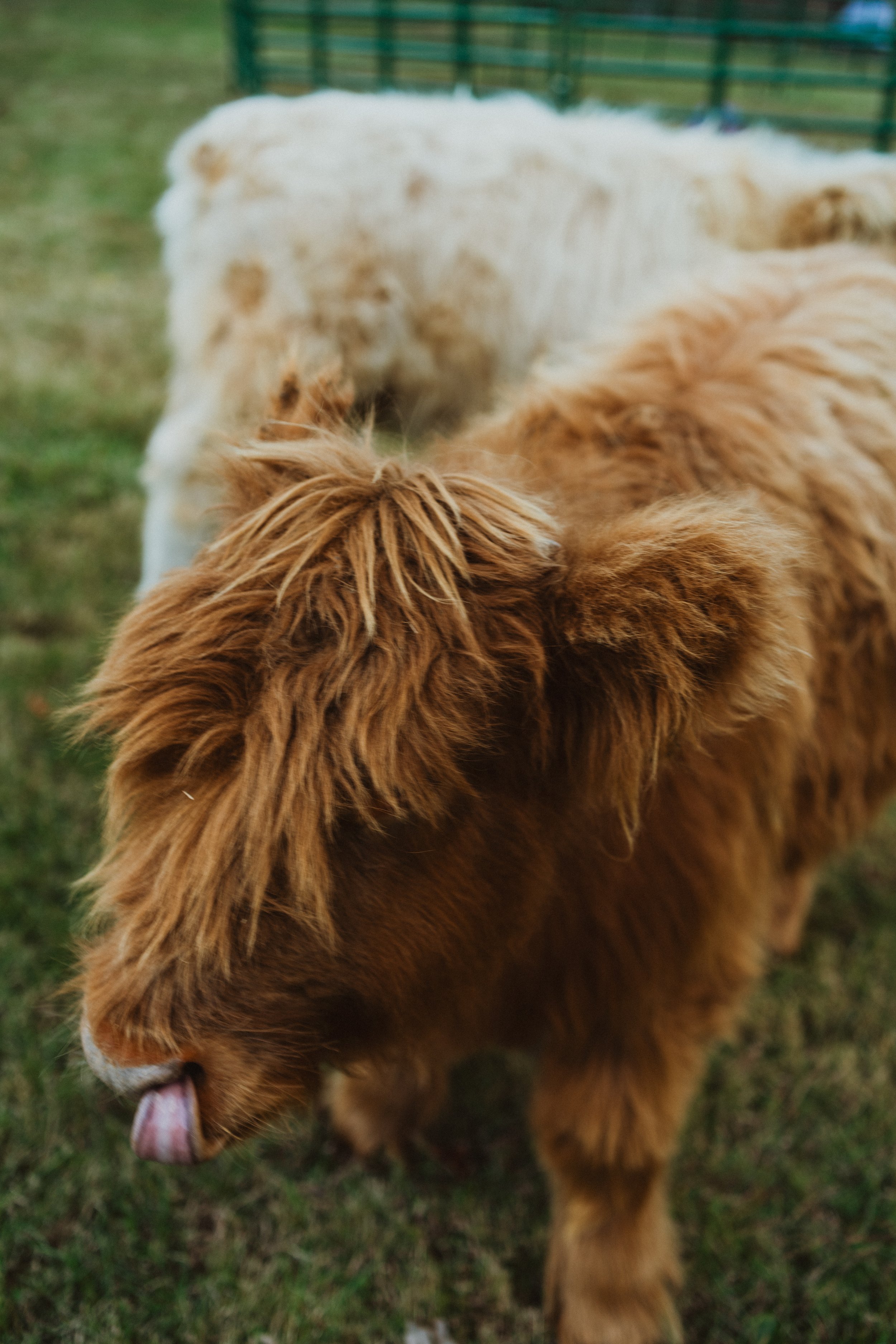 A small brown Scottish Highland cow sticking out its tongue in a grassy field with two larger light-colored cows in the background.