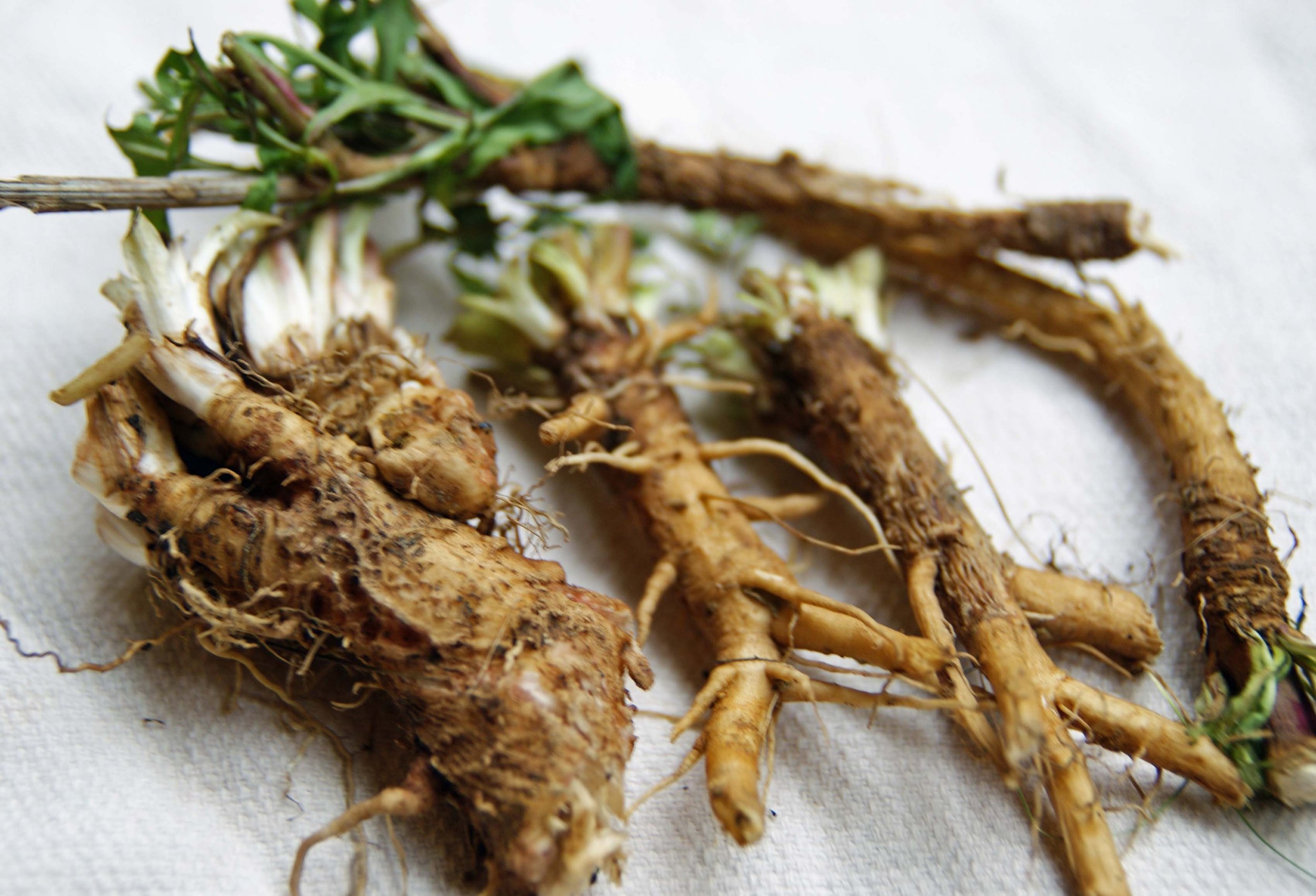 NATIVE ORGANIC INSTANT Chicory Root Mushroom Blend — The Texas Boys