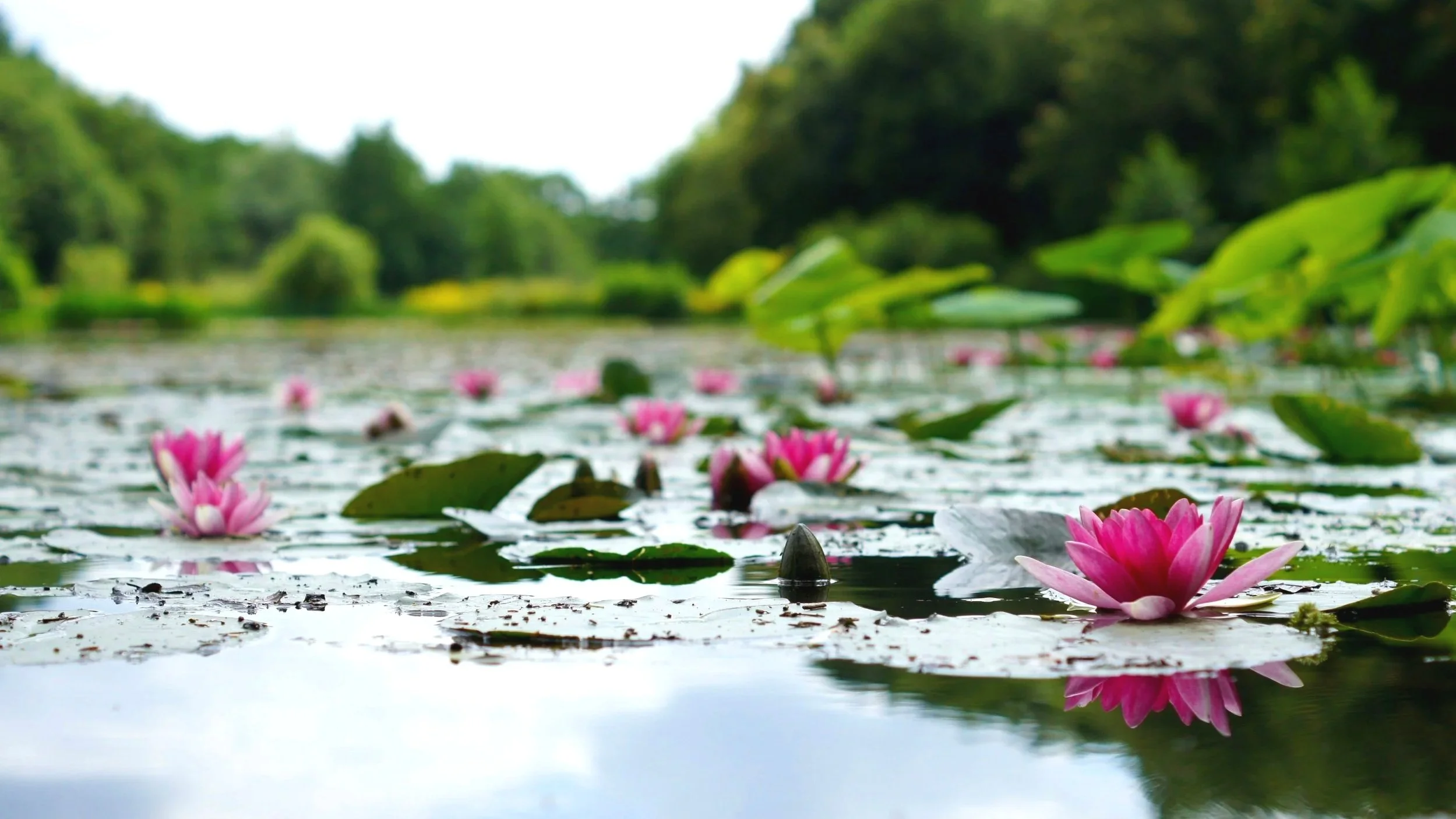 Pink water lilies floating on a calm pond with green lily pads, reflected in the water, surrounded by lush trees and foliage in the background.