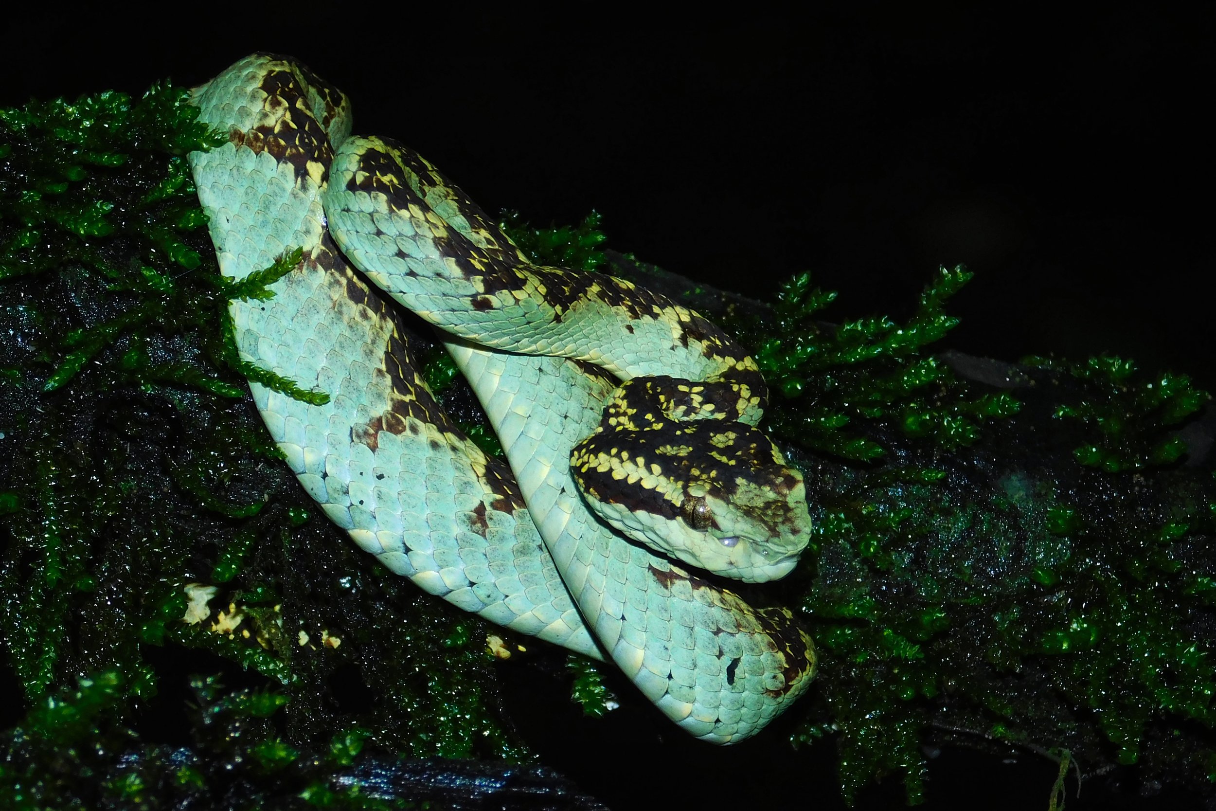 Do Not Communicate With the Serpent of Old