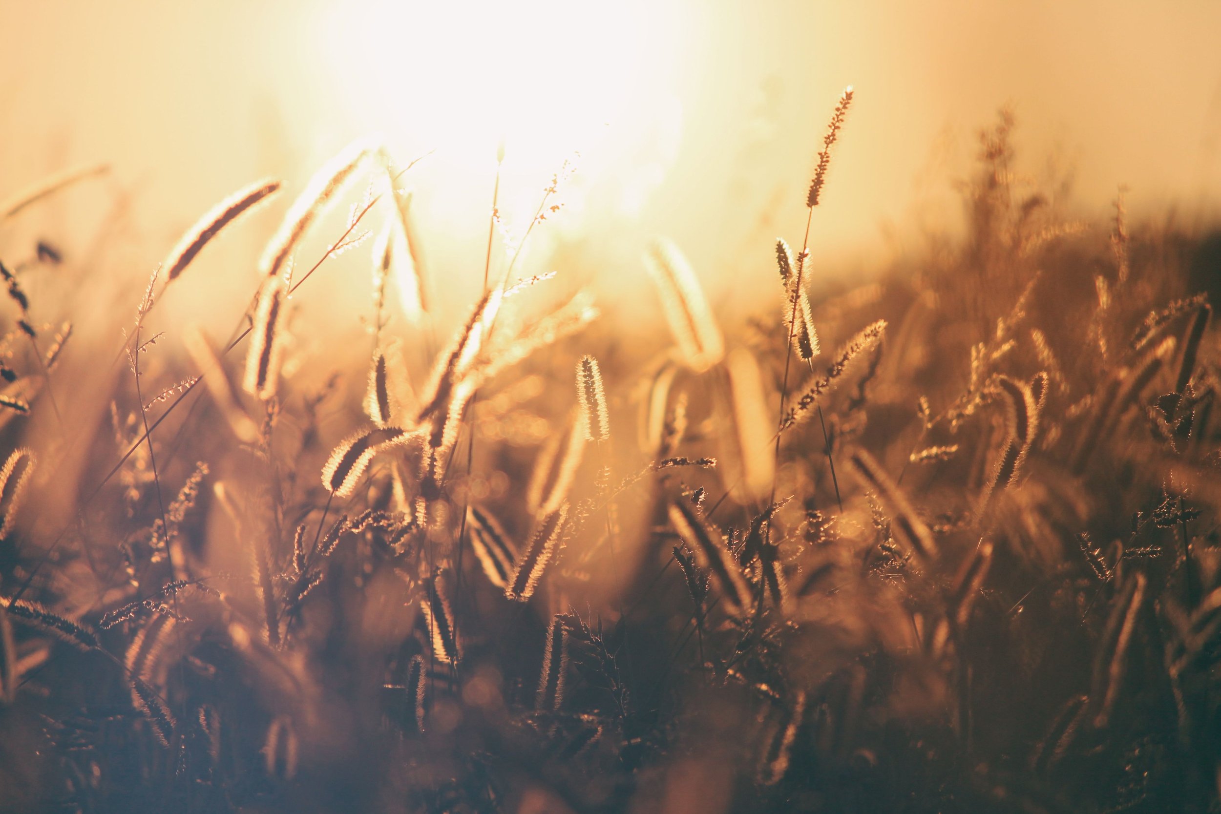 Reaping a Harvest of Mercy Through Forgiveness