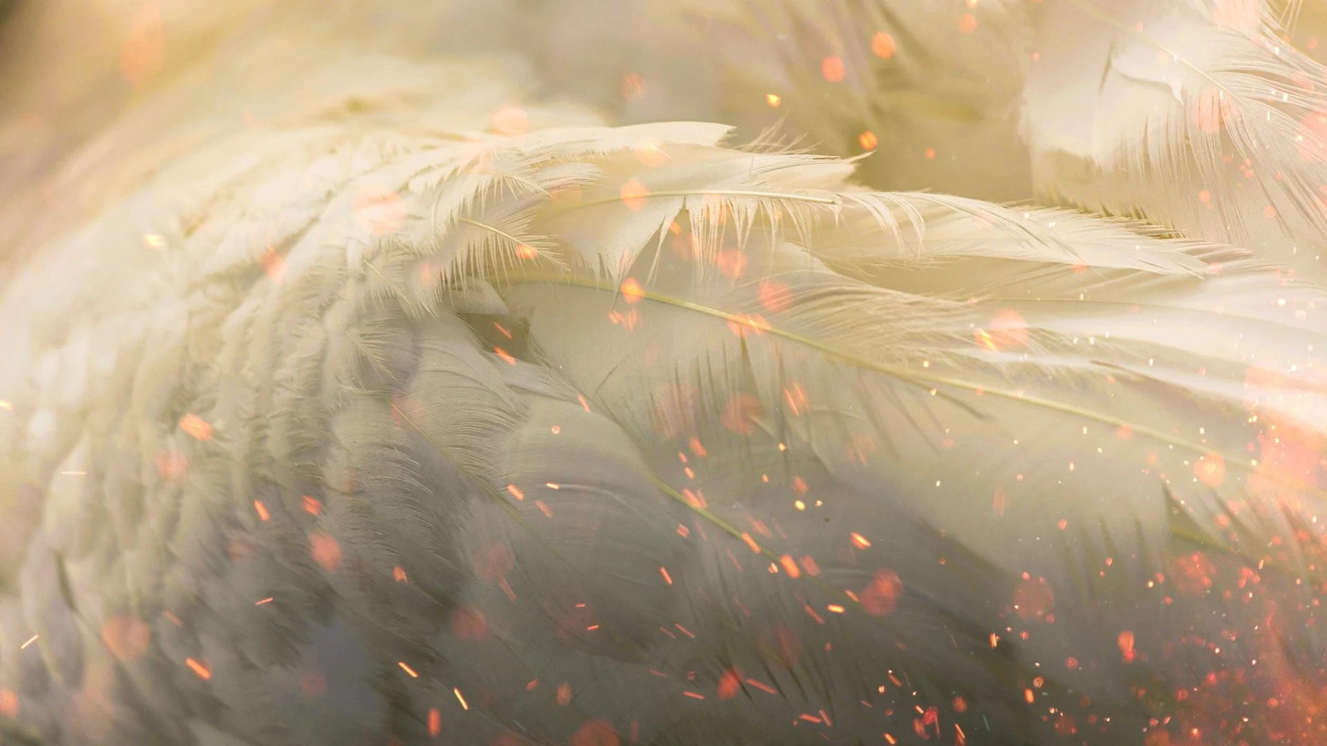 How to Activate Angels: 6 Types of Angels and How They Work in Your Life