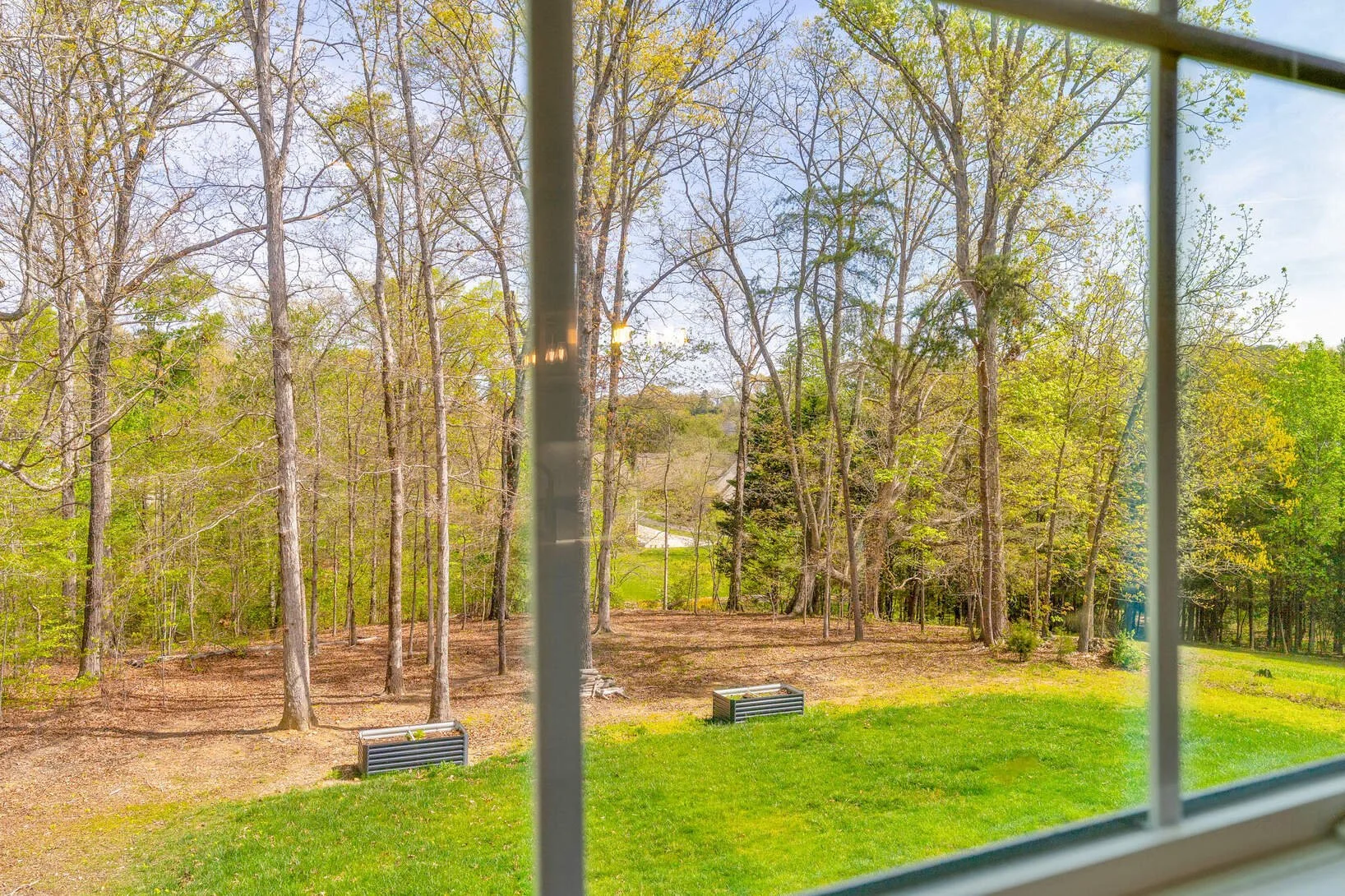 Backyard view toward the tree line