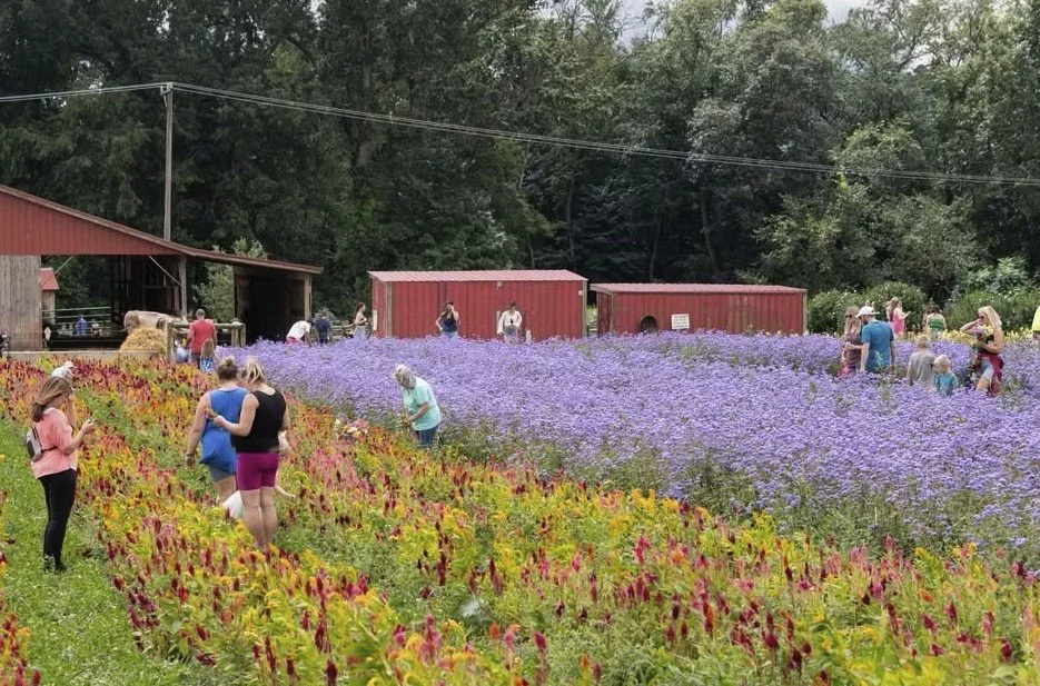 Freedom Farms Wildflower Festival