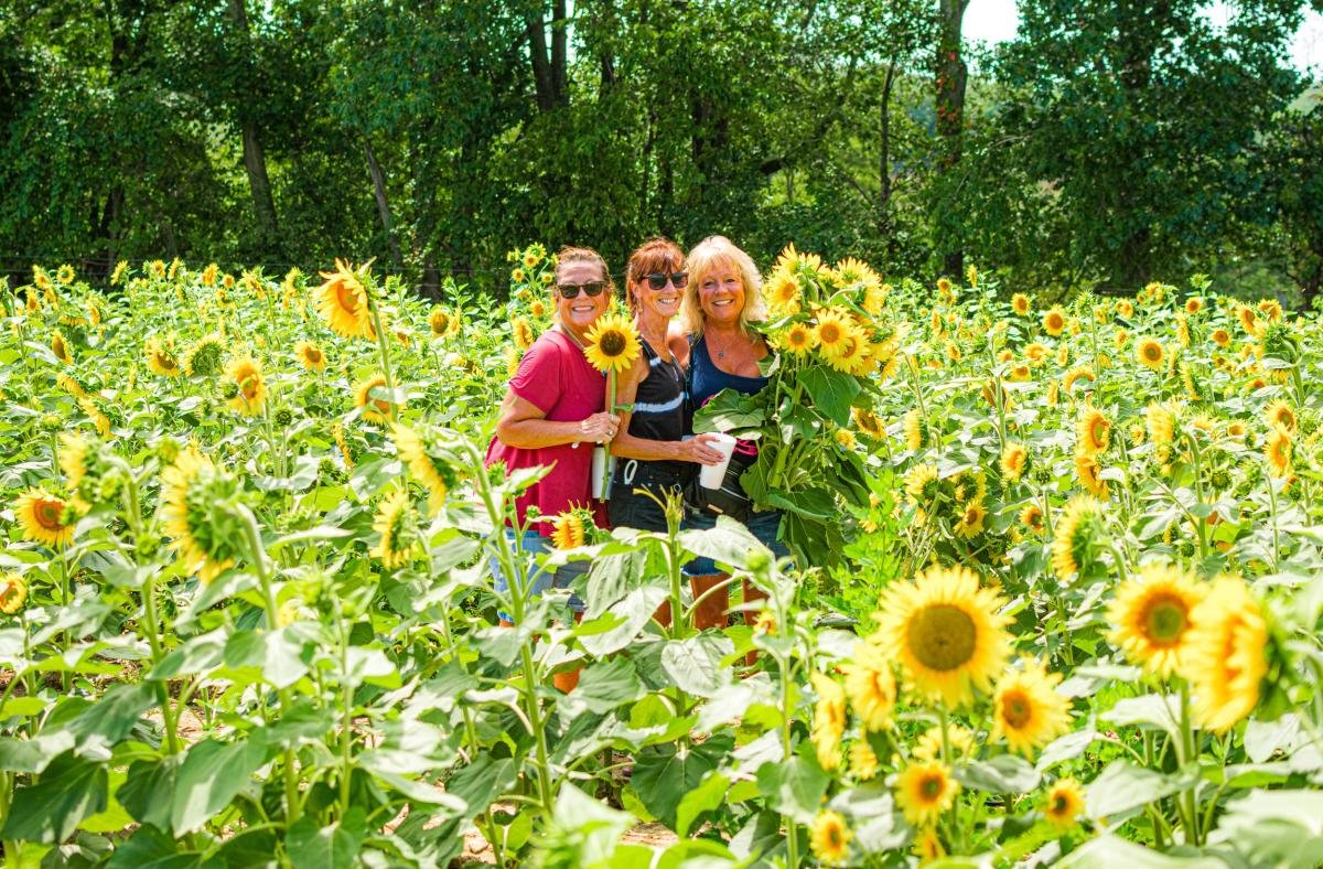Sunflower Festival, Presented By: Trax Farms