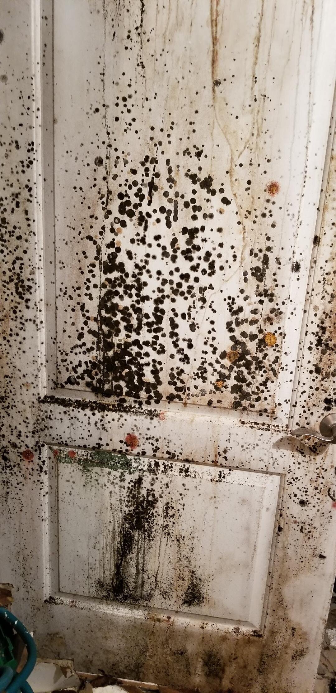 Mold on Interior Component