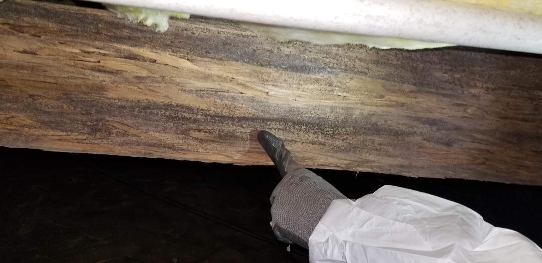 Crawlspace Inspections-Mold