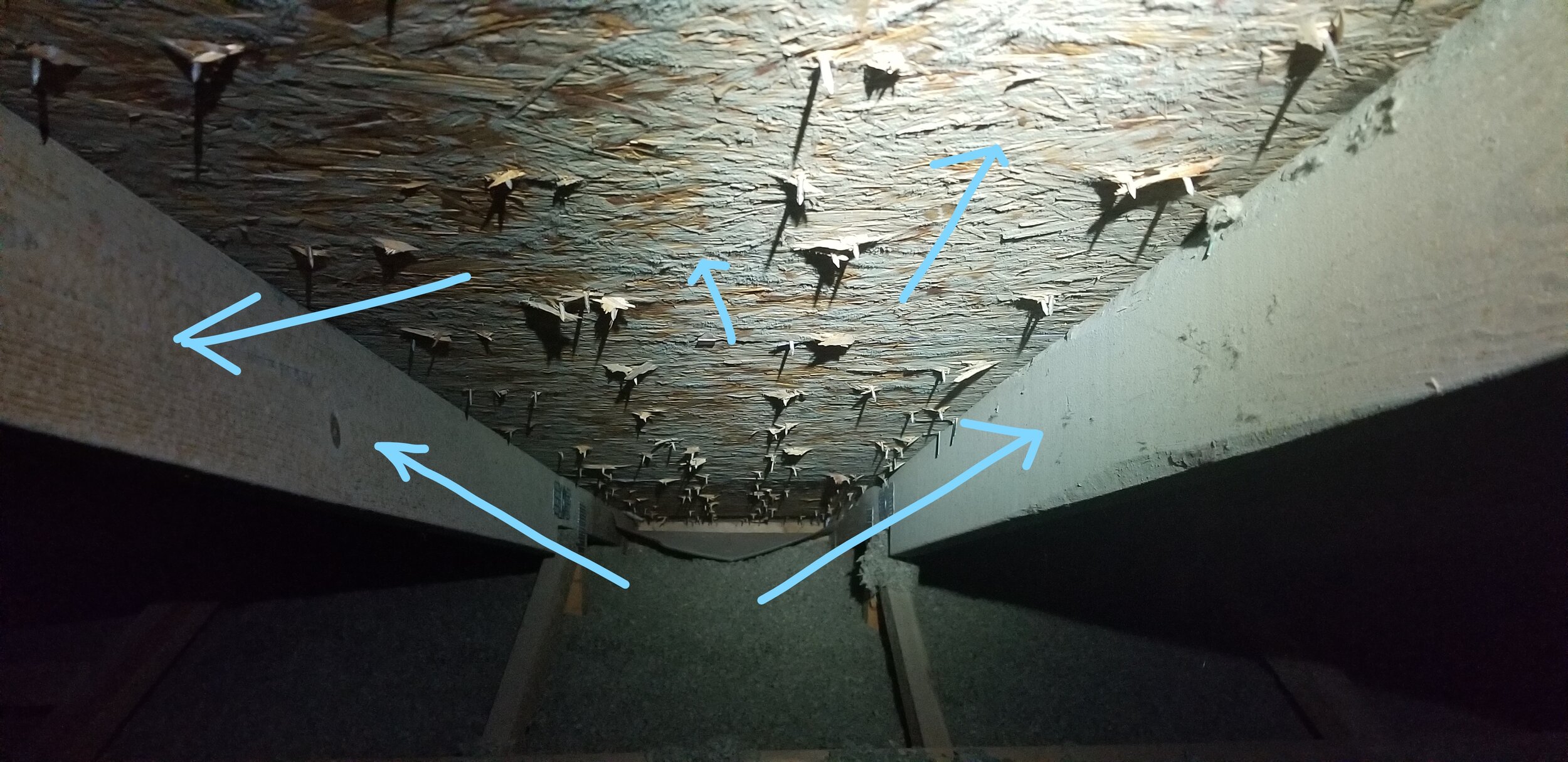 Attic Mold
