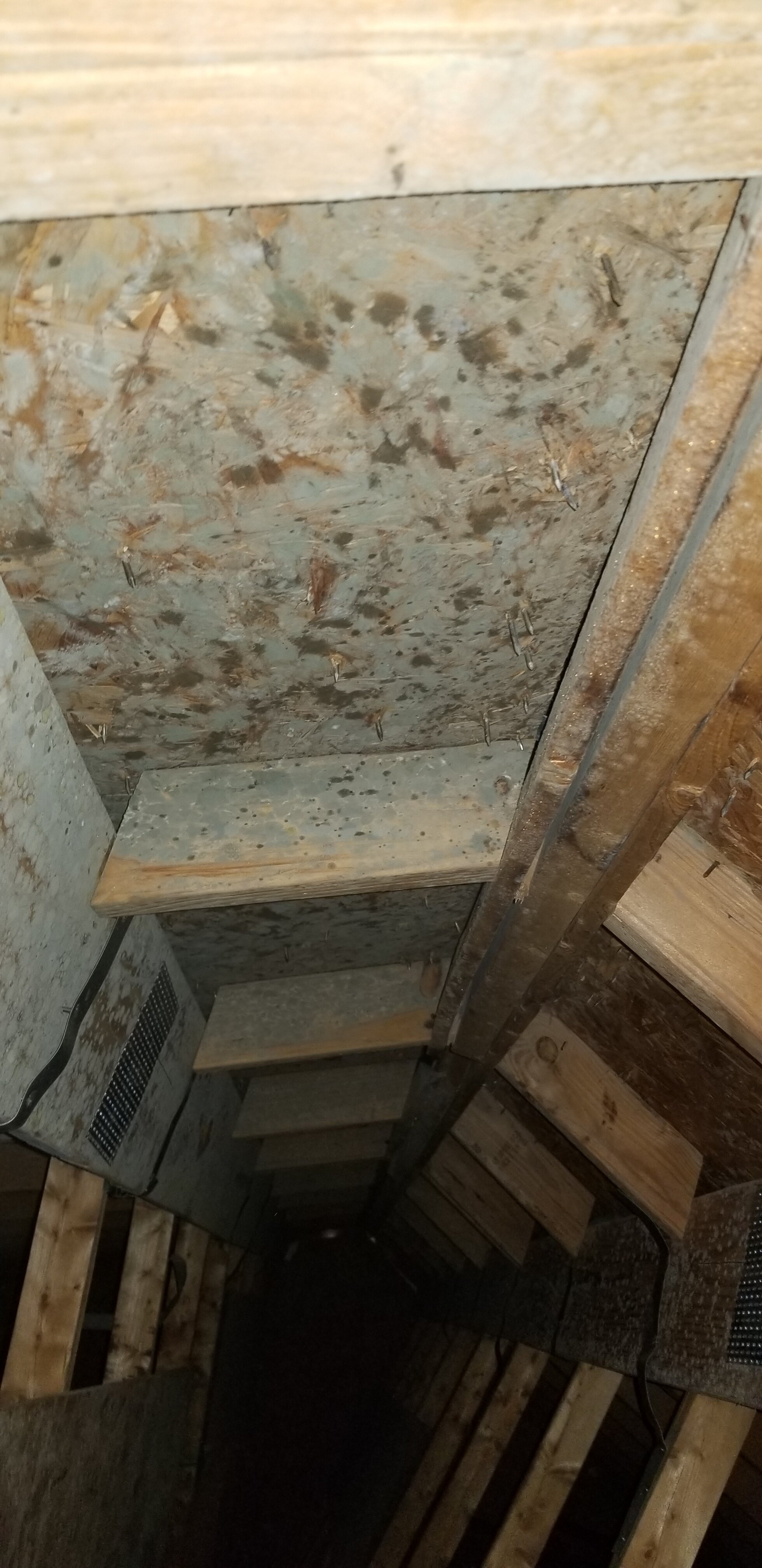 Attic Mold