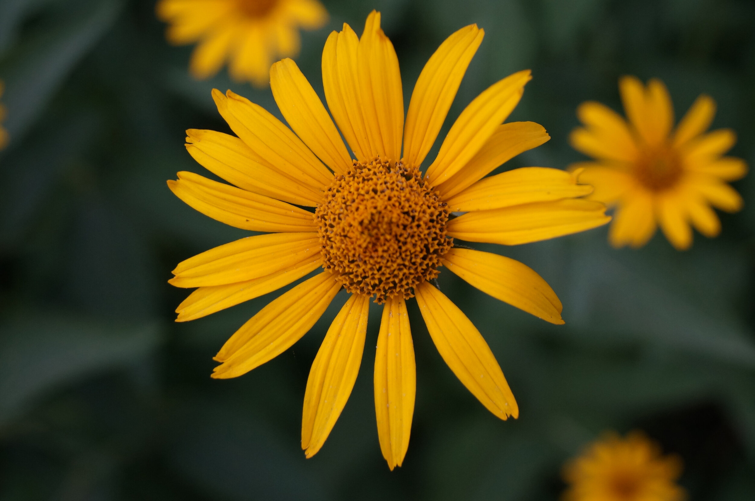 Prairie Restorations