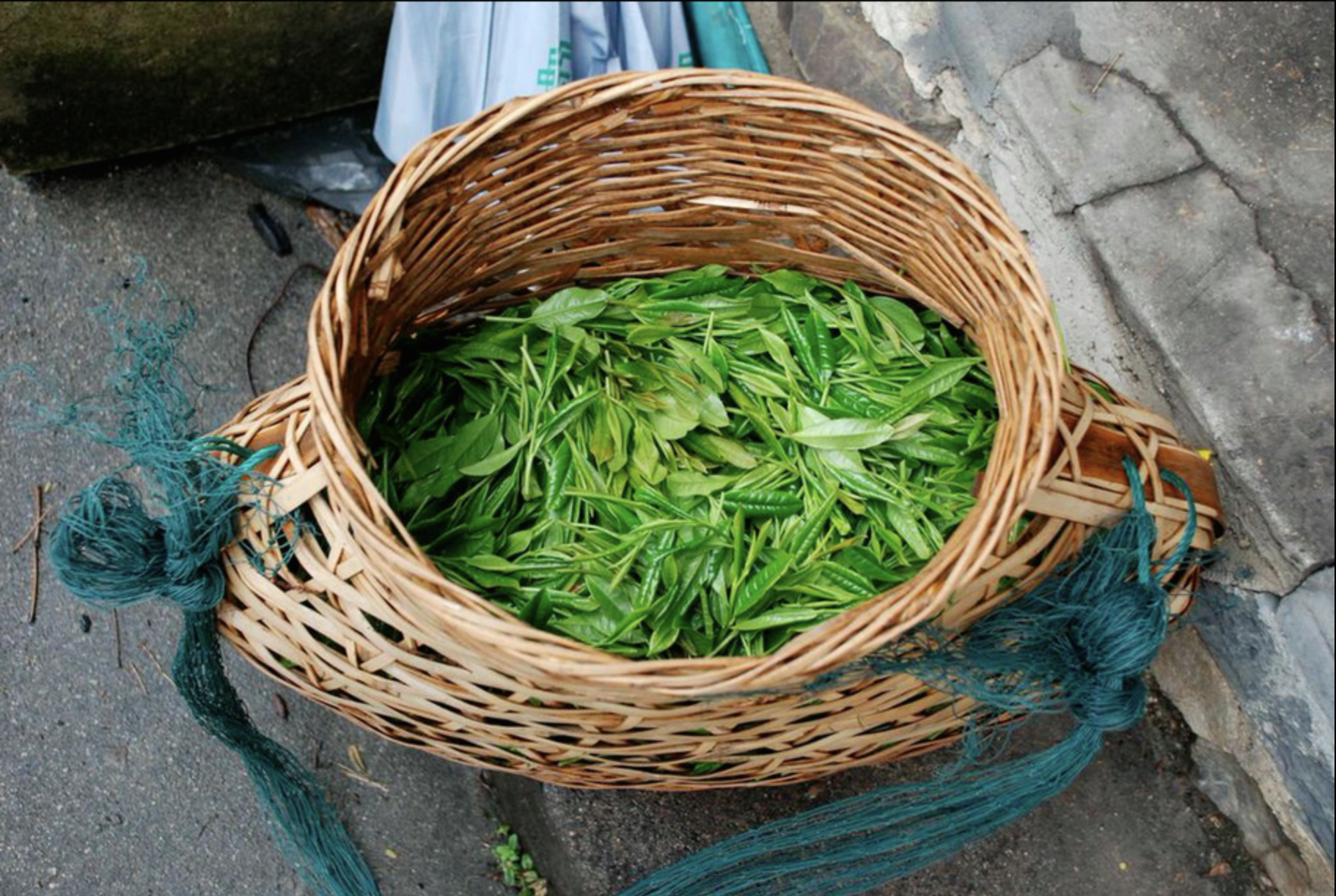 freshly picked leaves in China