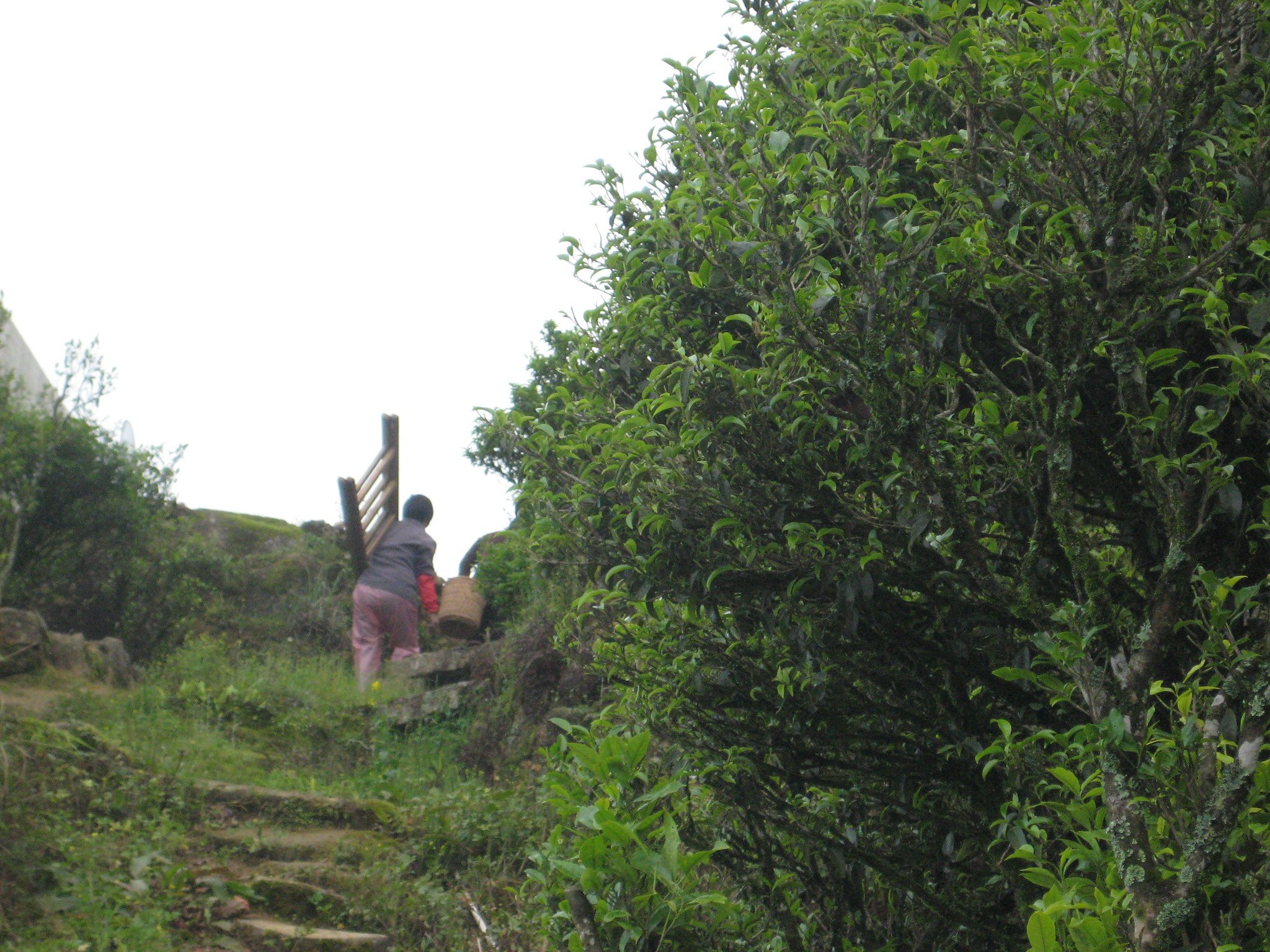 Tea Picker Carrying the Ladder She Used to Pick Tea Leaves With