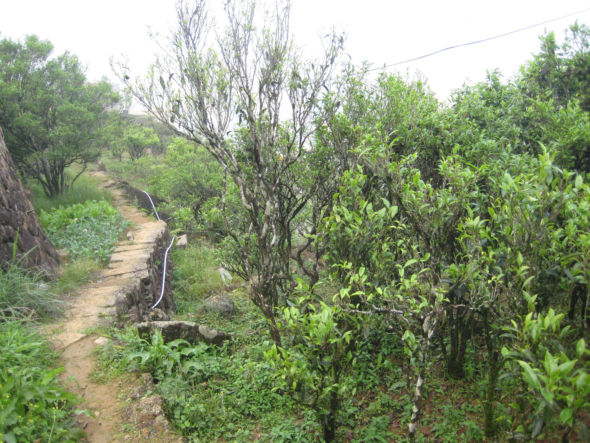 Path for Tea Pickers Among Tea Plants