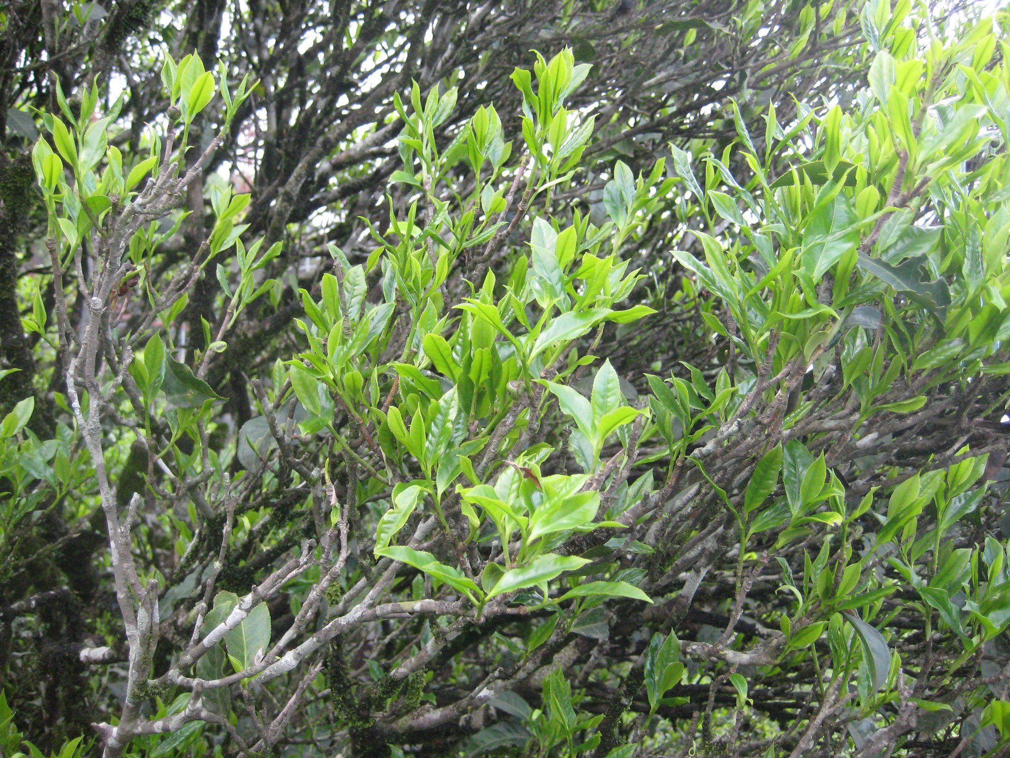 Close-up on Tea Leaves still on the Tree