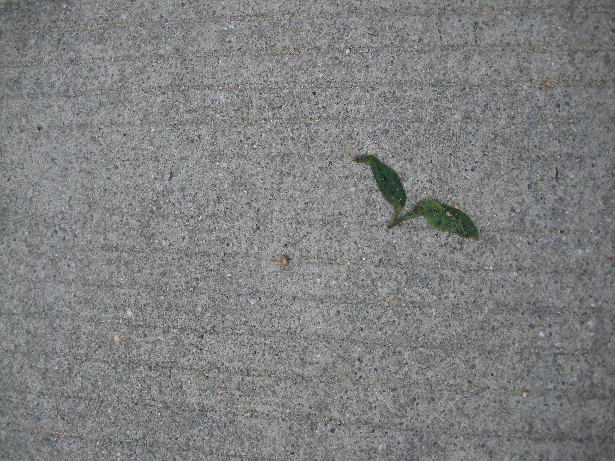 Tea Leaves on Concrete