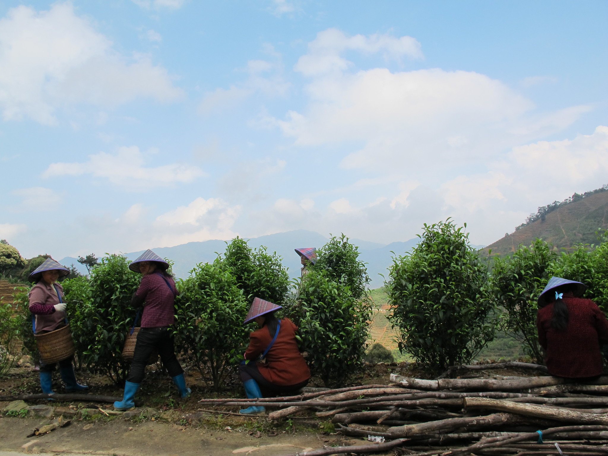 Tea Pickers Harvesting Tea Leaves