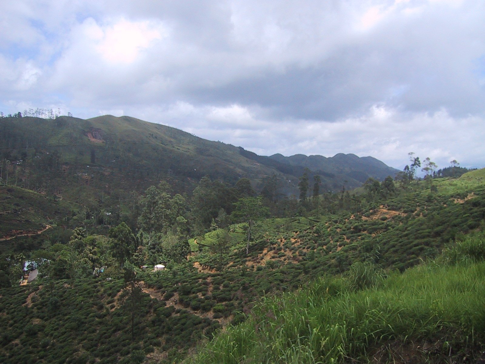 Overlooking hills of tea bushes