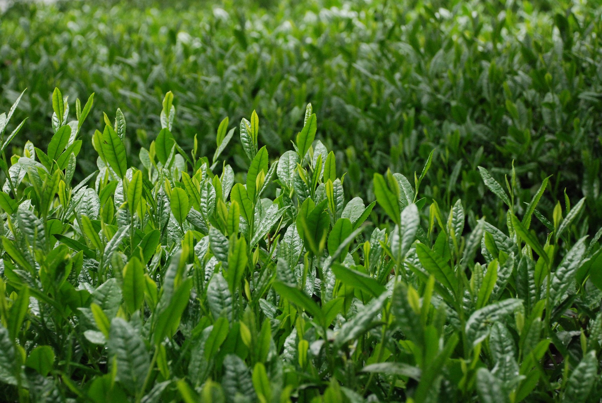 Closeup of Tea Leaves