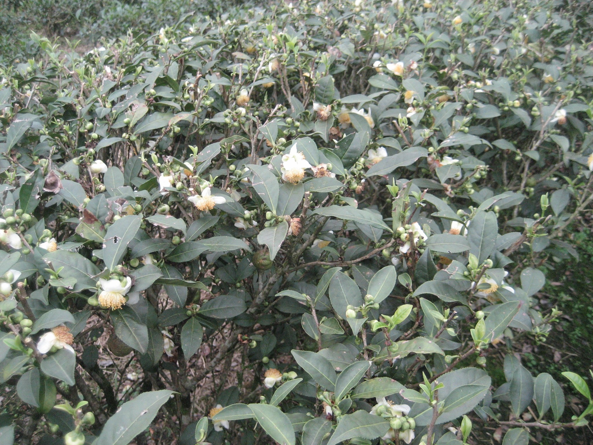 Tea Plant Camellias in Bloom