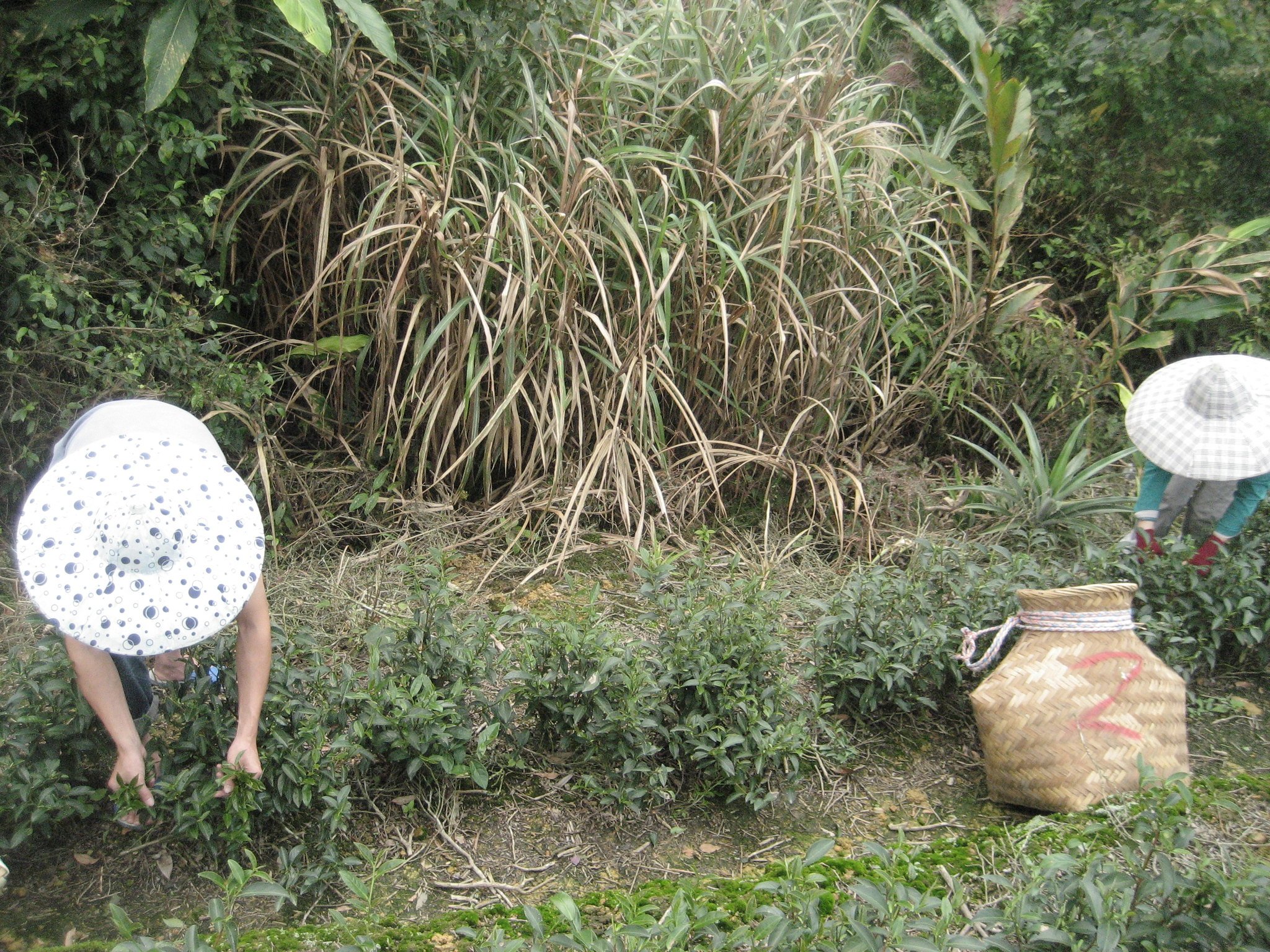Harvesting Tea for Wenshang Baozhong oolong tea