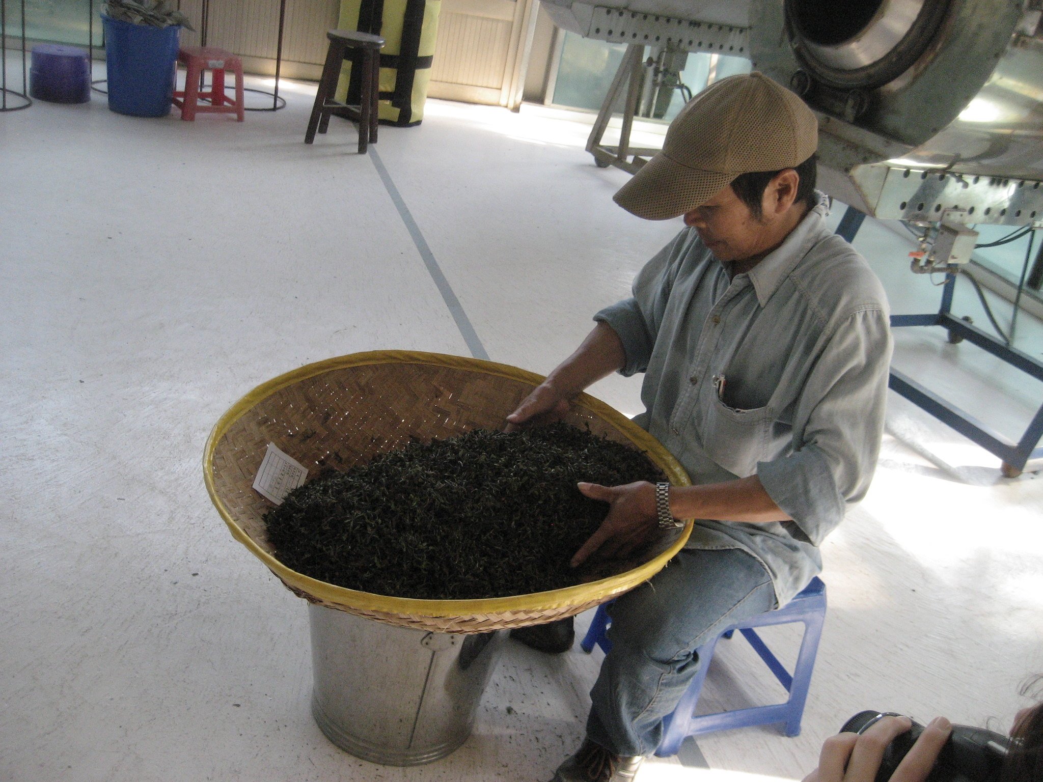 Hand-processing Dongfang Mei Ren oolong tea