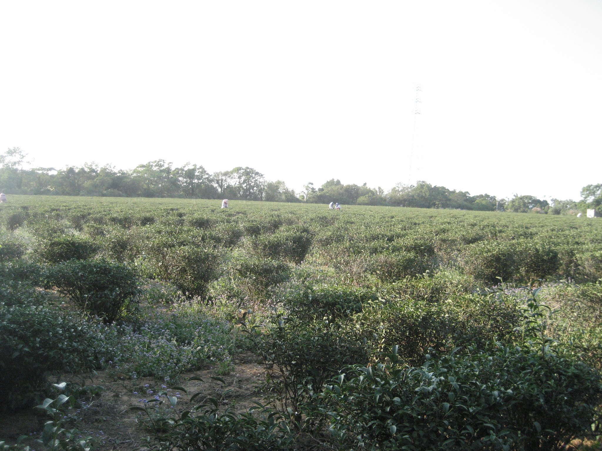 Tea Fields with Tea Leaves Destined for Dongfang Mei Ren oolong tea