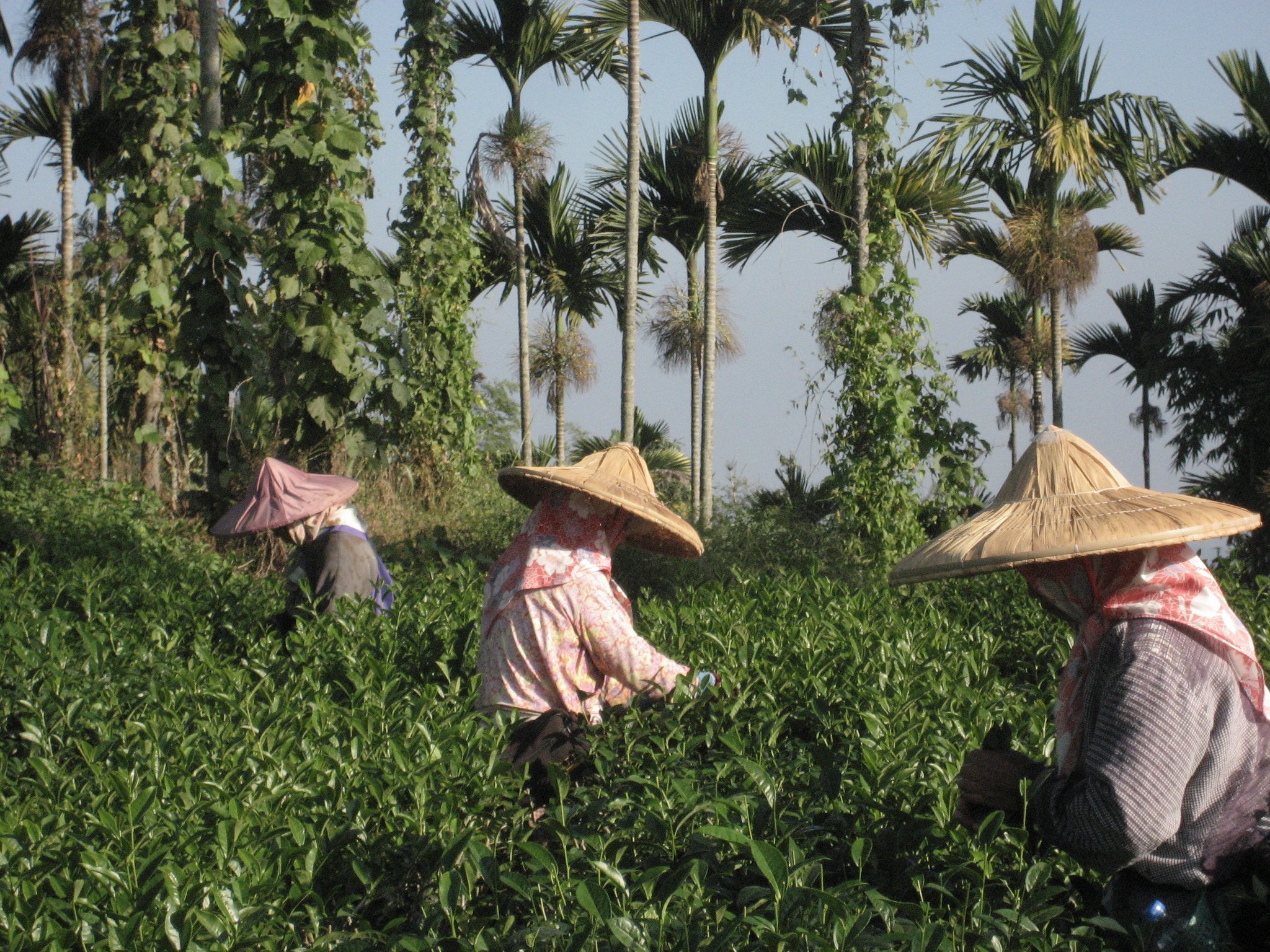 Tea Pickers on a Morning Harvest