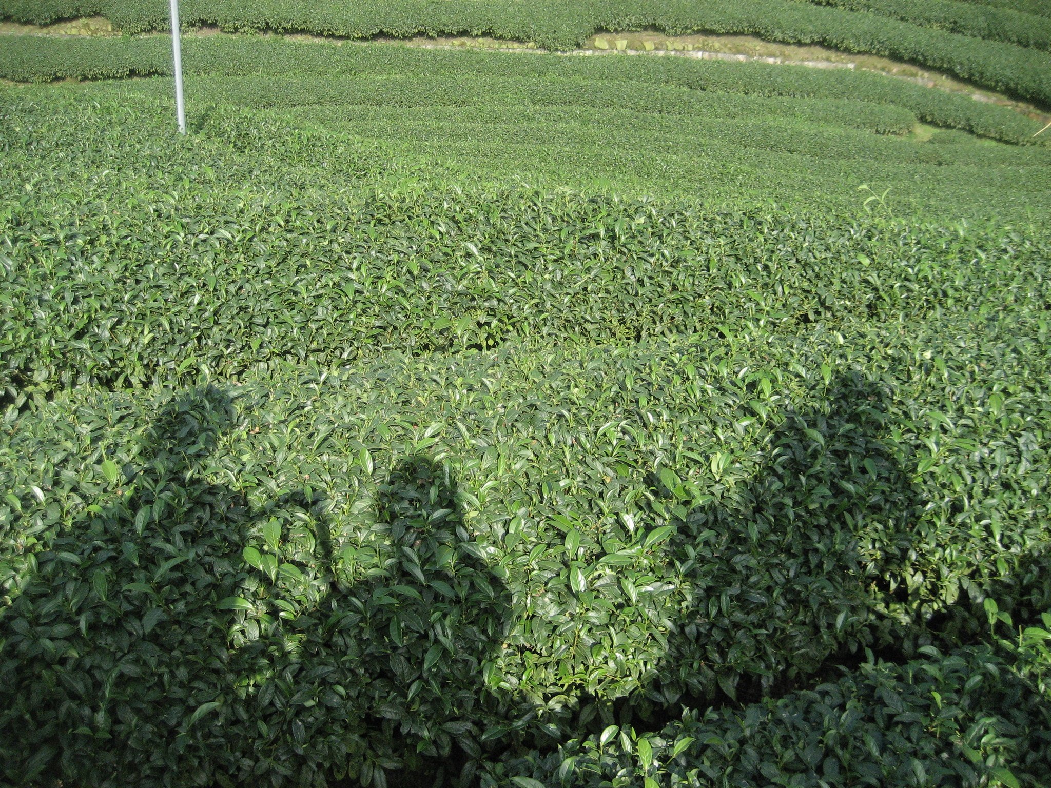 our shadows on the tea field rollercoaster