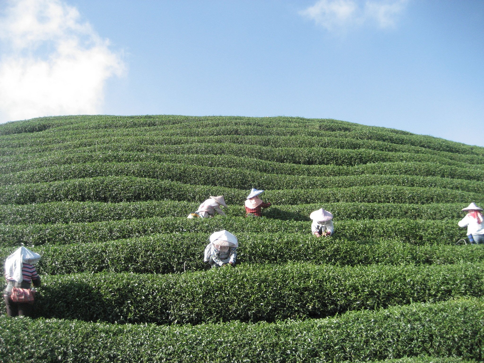 Tea Pickers Harvesting during the Fall Harvest