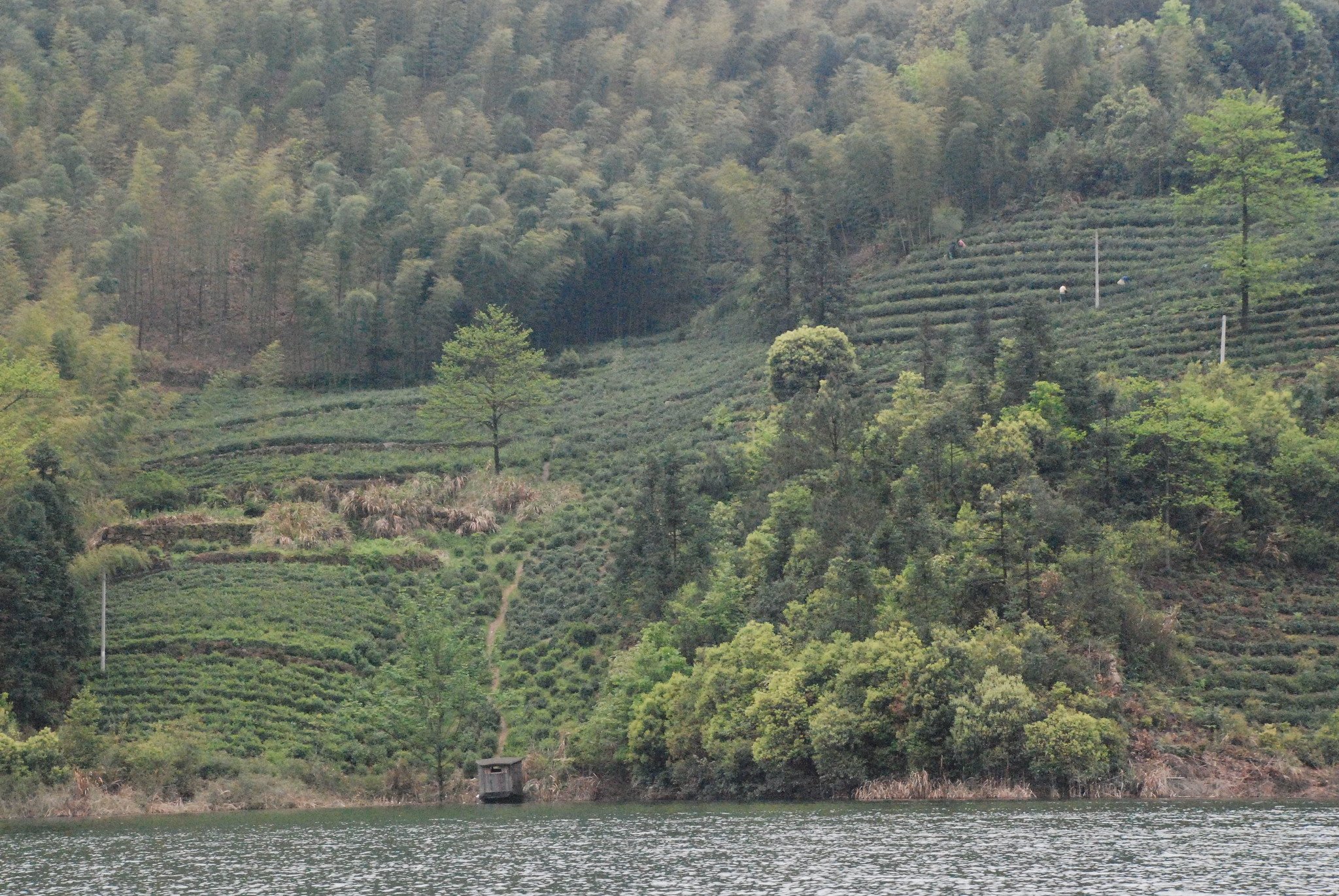 View of Tea Bushes from the Boat