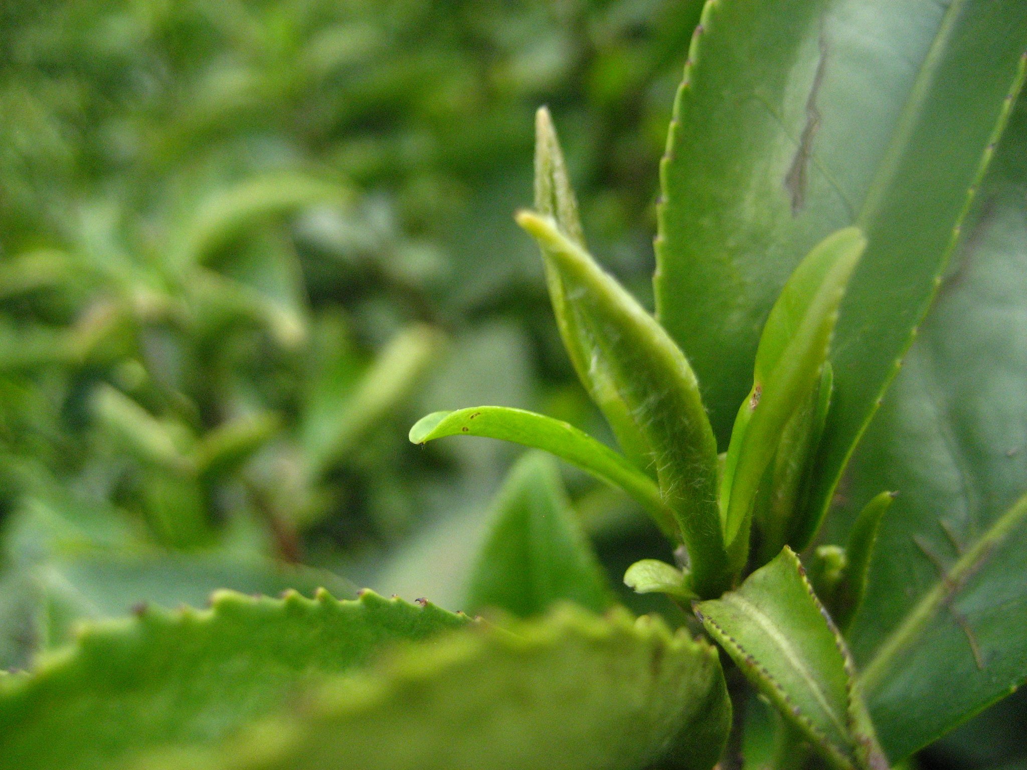 Close-up on the Tea Buds Being Harvested