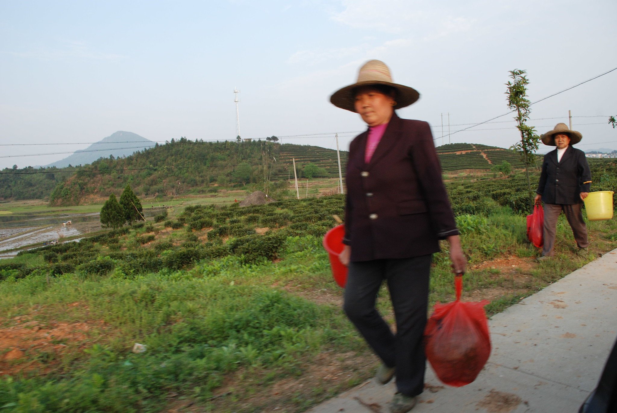 Carrying Her Afternoon's Work of Tea Picking