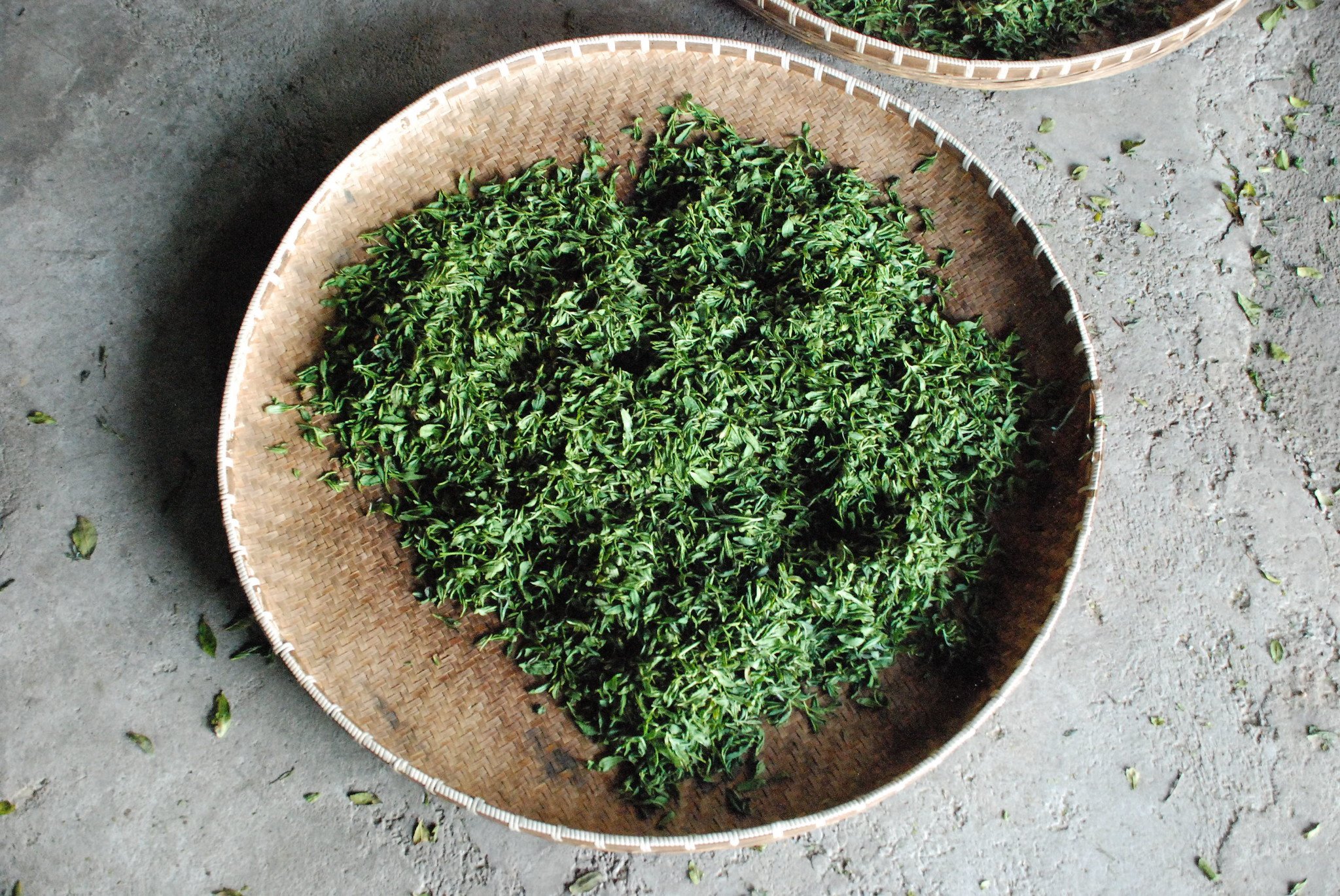 Freshly Picked Tea Leaves Withering in a Bamboo Tray