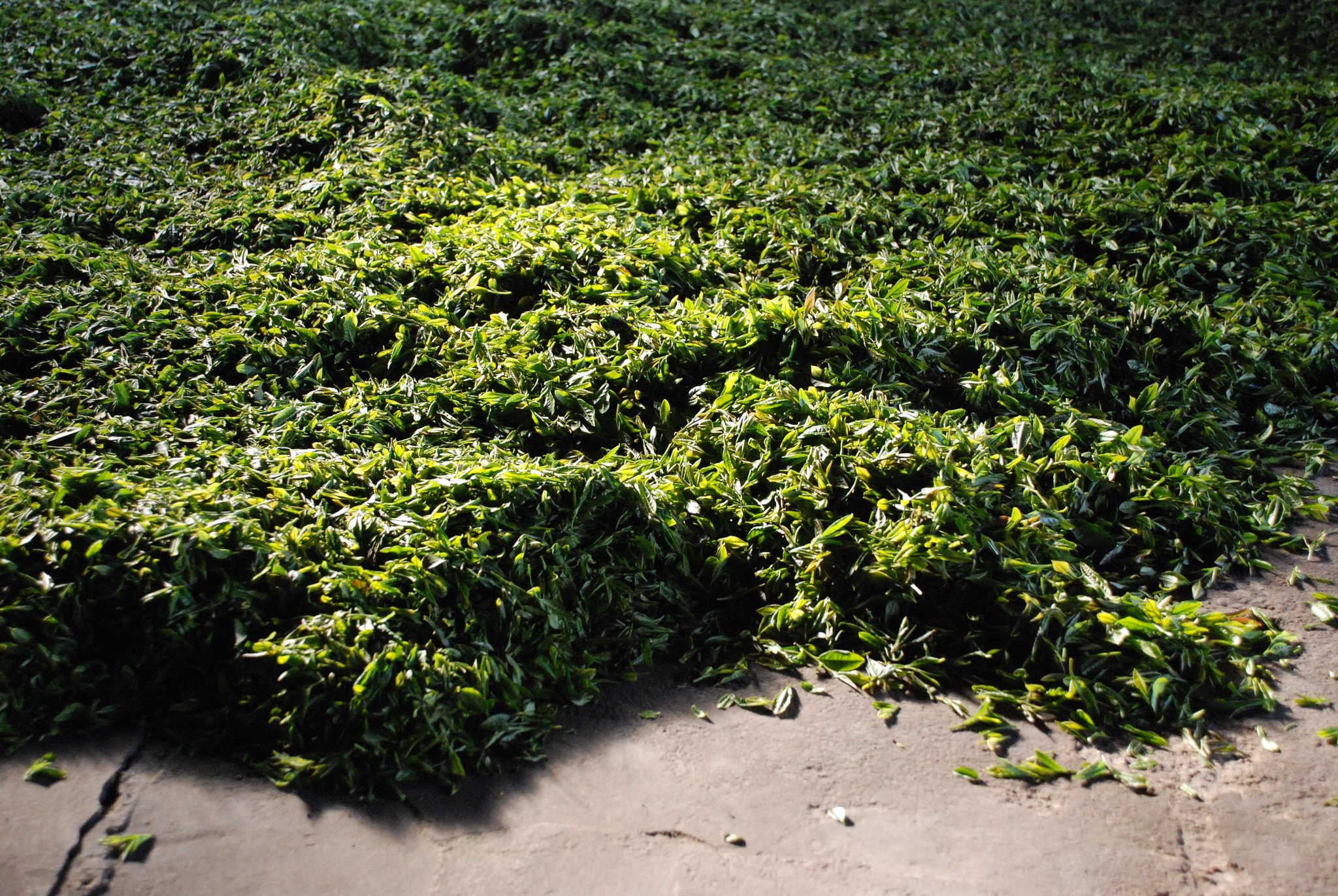 A Close Up of the Tea Leaves Pile