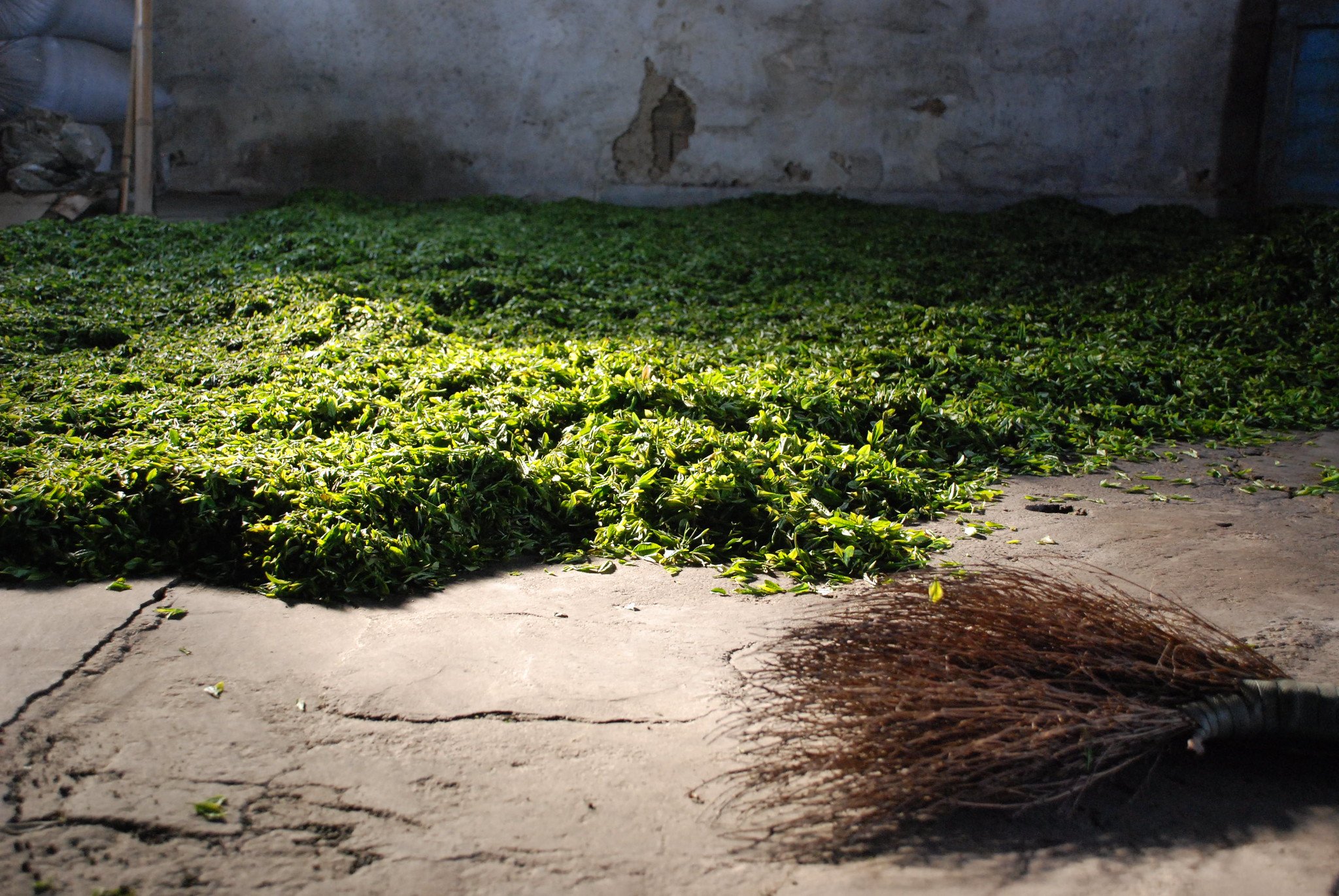 Pile of Fresh Tea Leaves for Withering