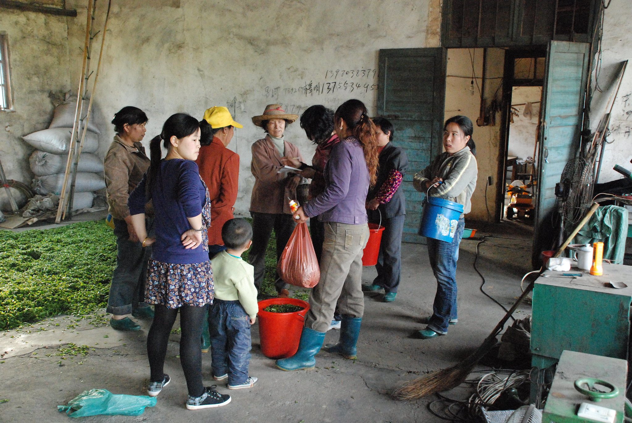 Tea Pickers in with their Harvest Getting Weighed and Recorded