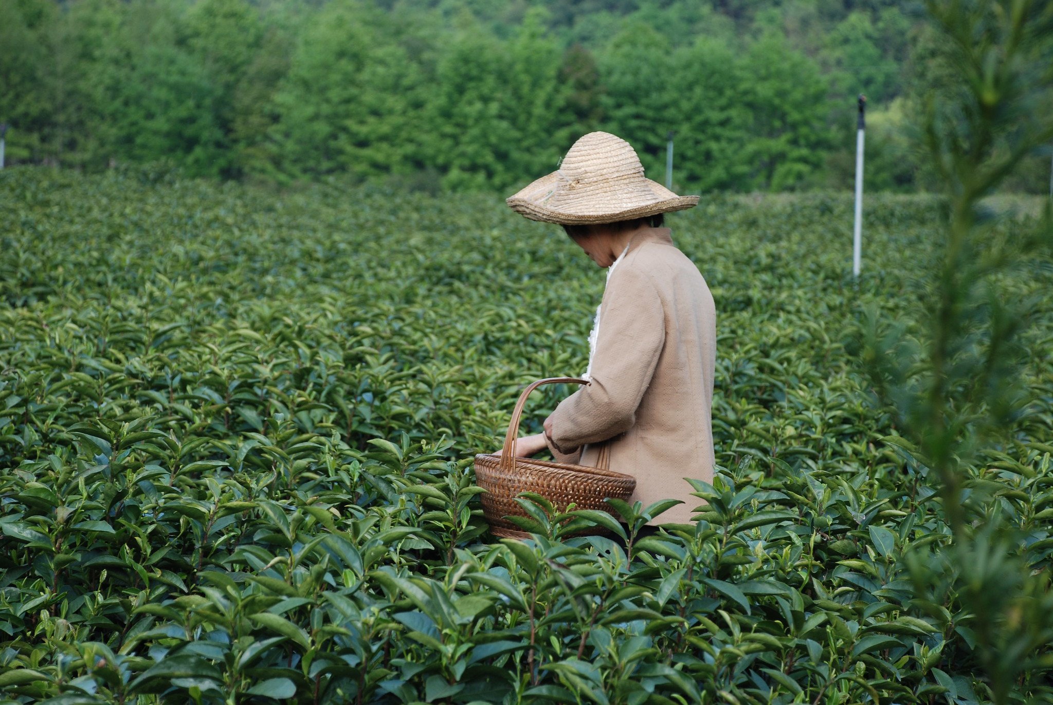 Tea Picker Harvesting Tea
