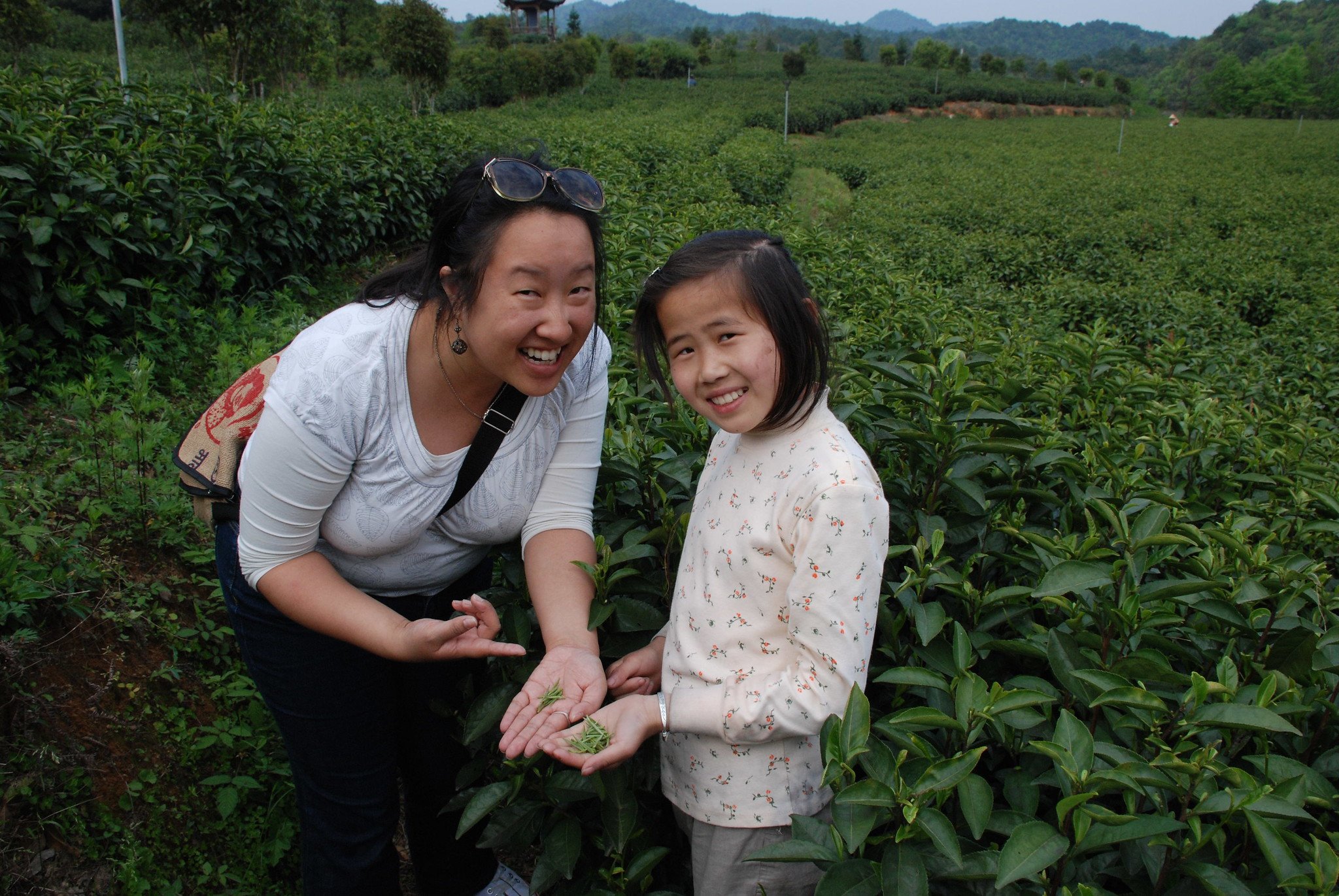 Our Harvest of Tea Buds