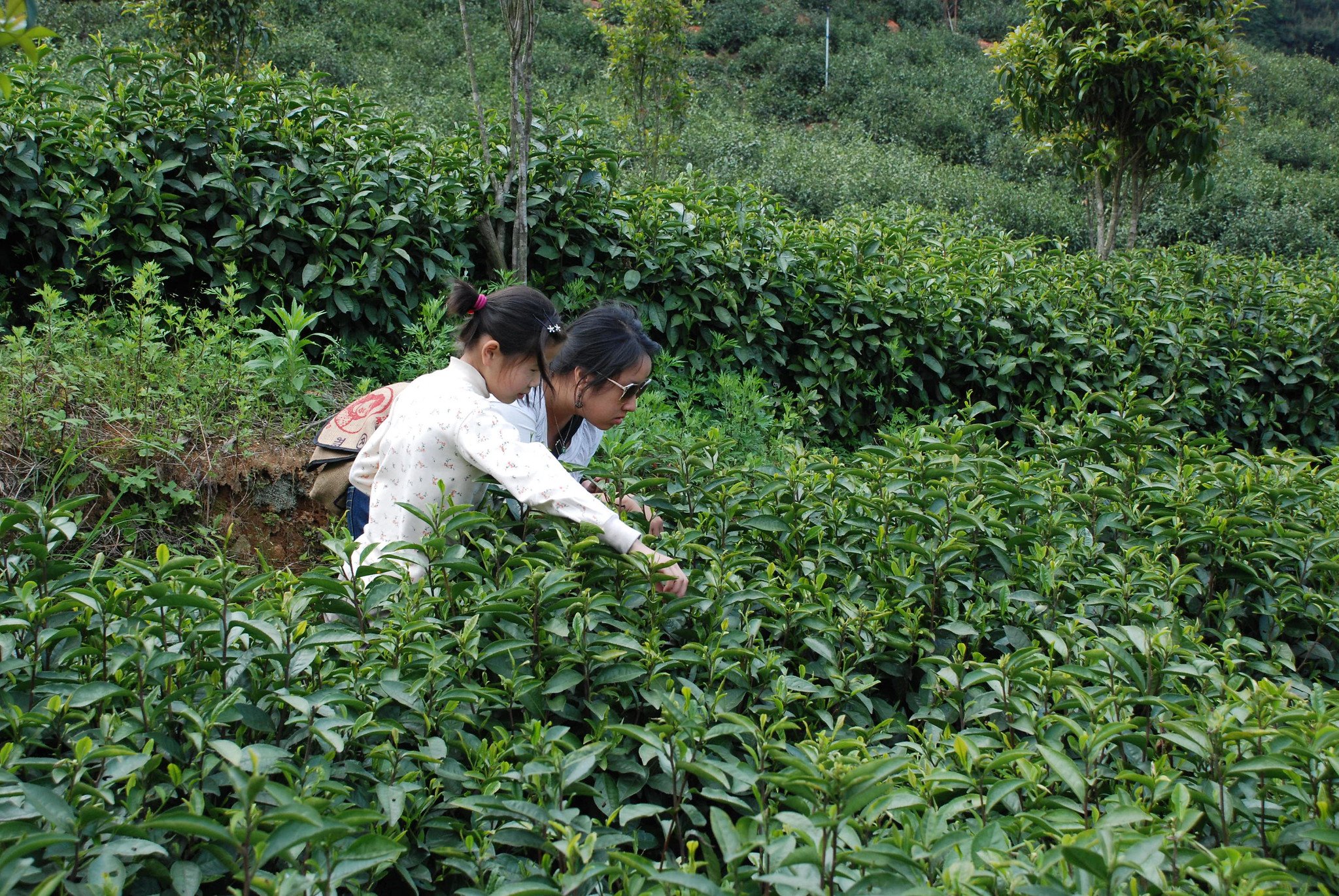 I Had a Tea Picking Mentor