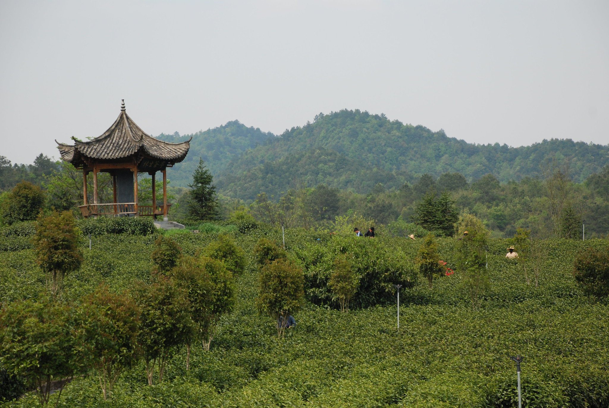 Tea Field in Wuyuan, Jiangxi