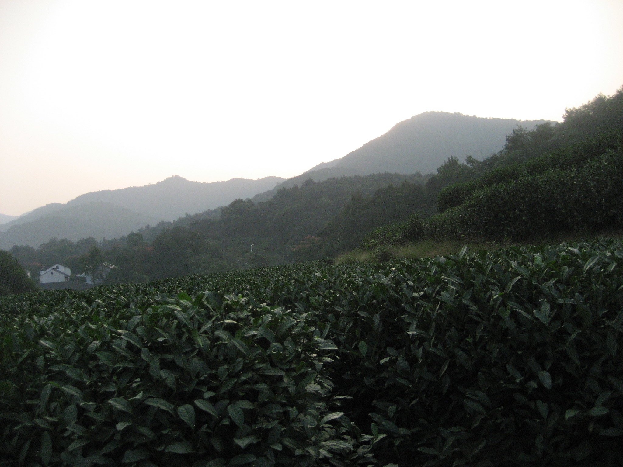 Longjing Tea near Hangzhou6.jpg