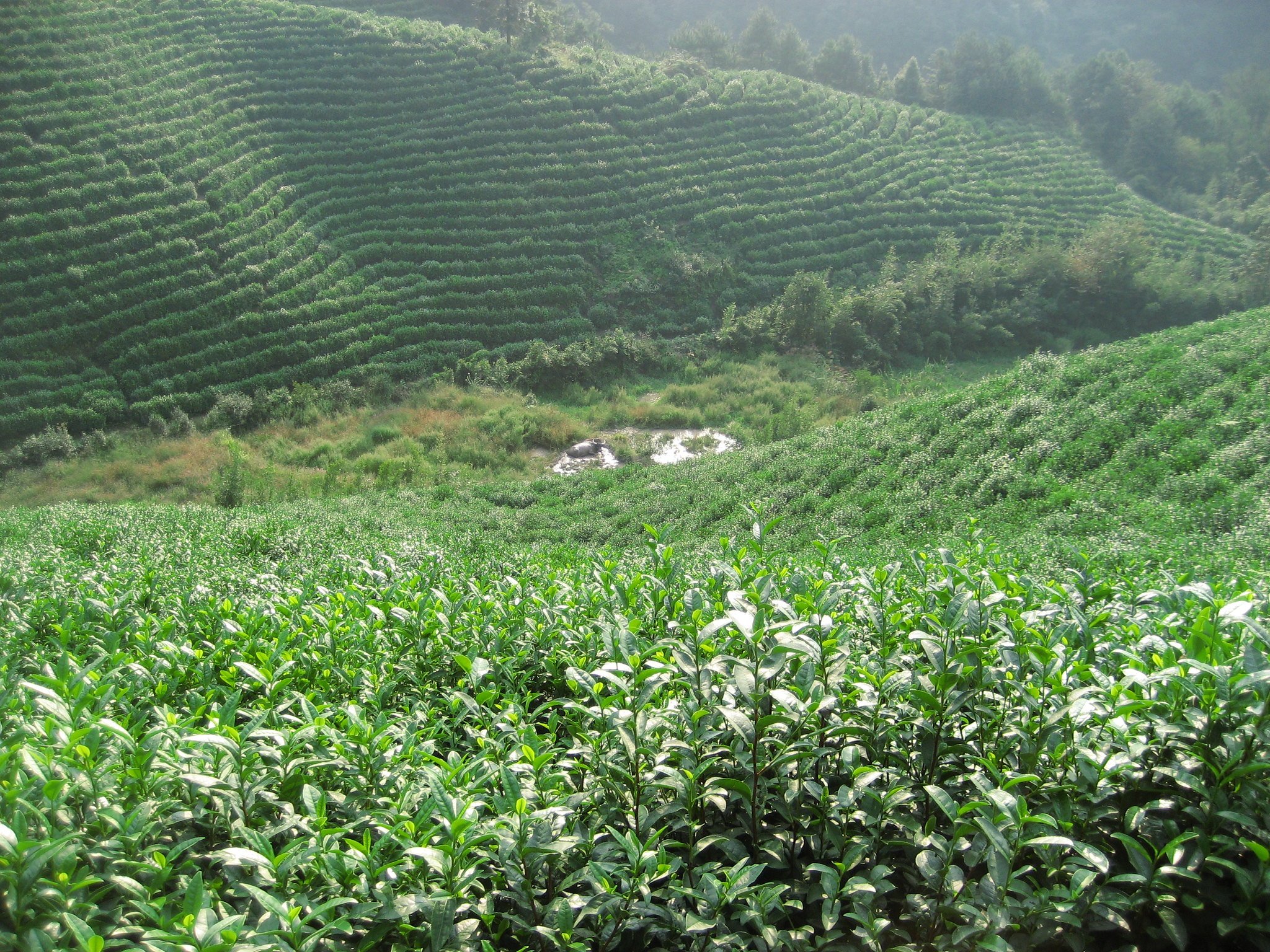  Wuyi, Zhejiang © 2010 Tranquil Tuesdays 