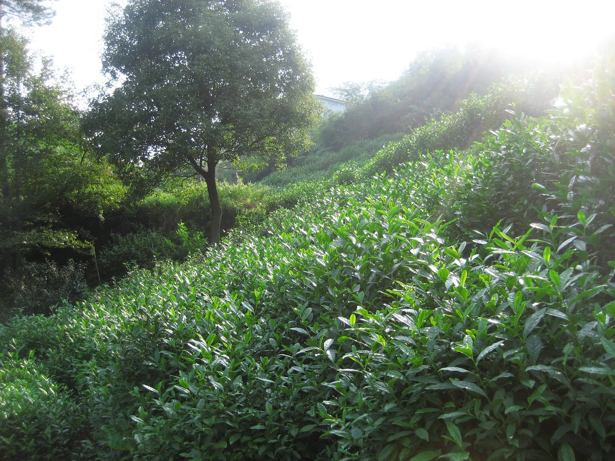 Close Up on Some Tea Plants