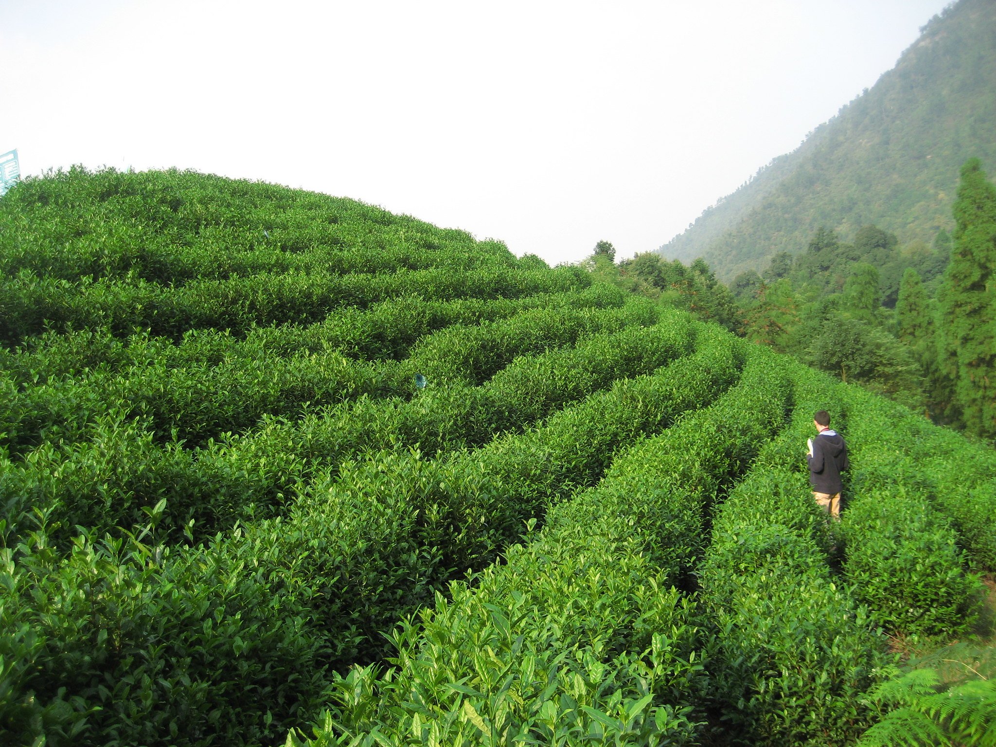  Wuyi, Zhejiang © 2010 Tranquil Tuesdays 