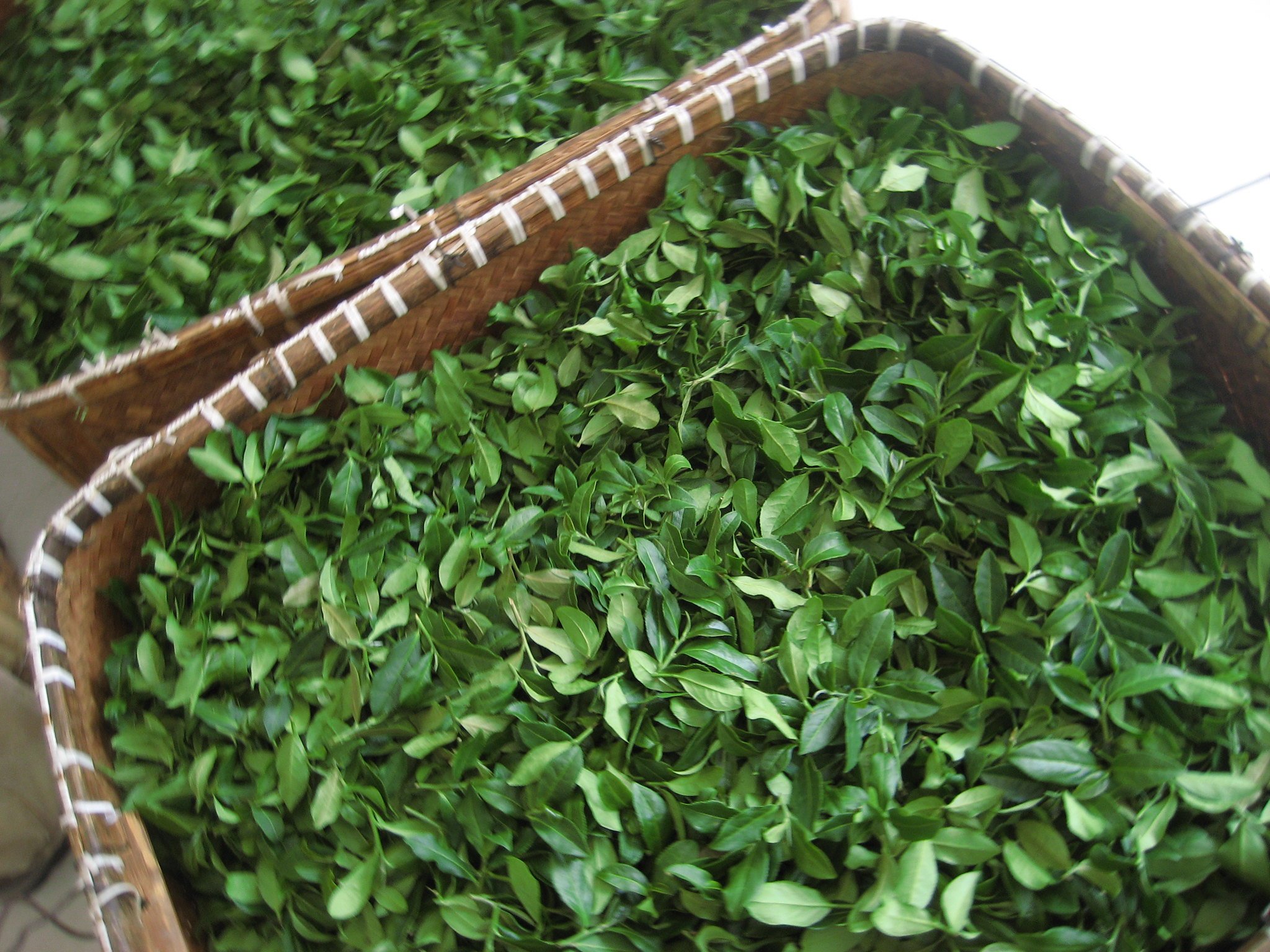 Some Freshly Picked Tea Leaves