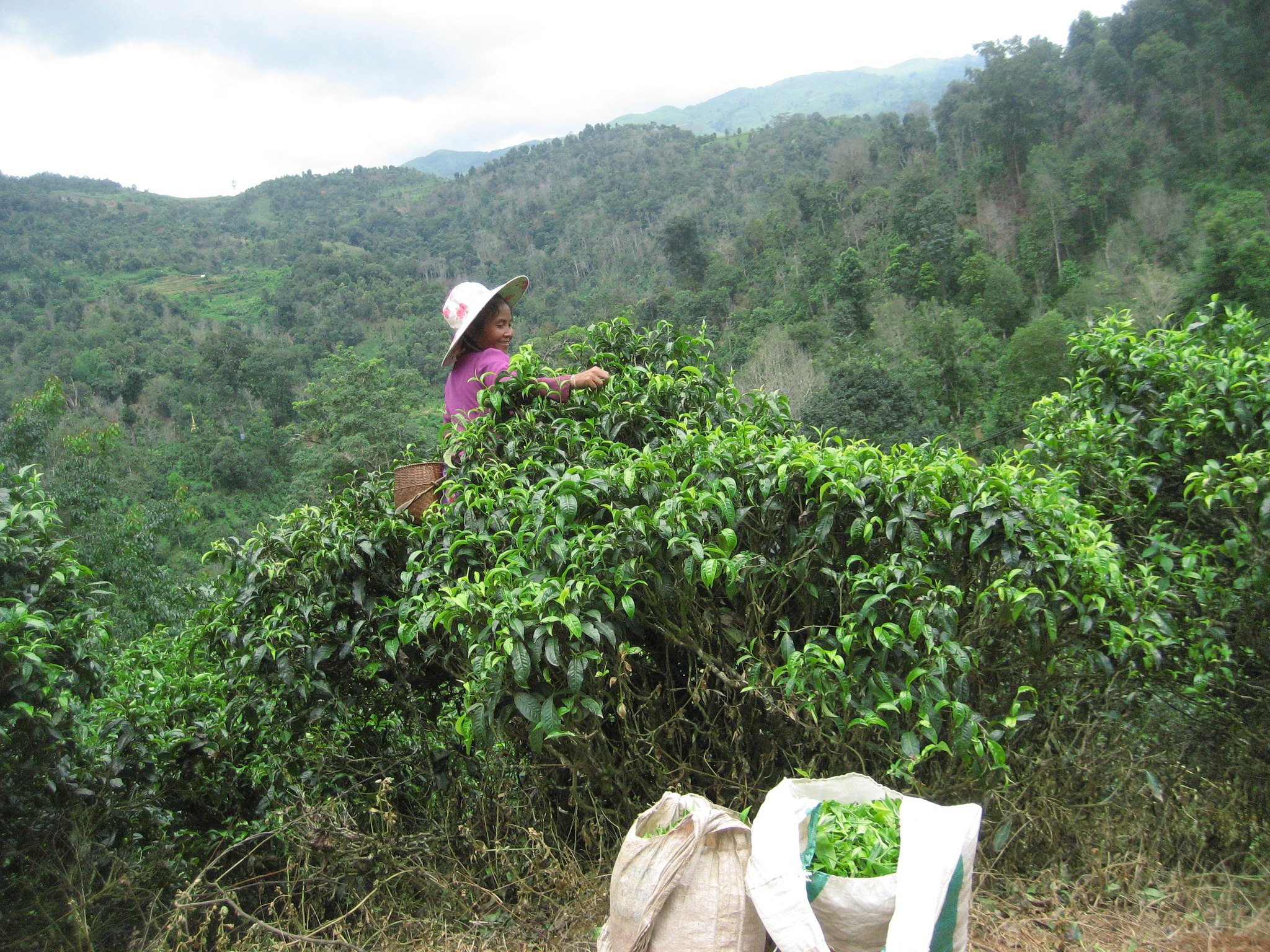 Woman Picking Tea Leaves from Tea Tree